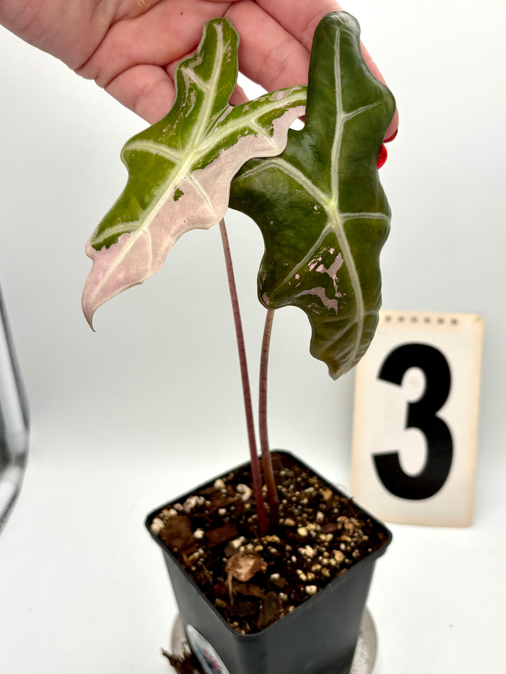 Alocasia Nobilis Variegata Pflanze mit grünen und cremefarbenen Blättern, exotische Zimmerpflanze von Exotic-Flowers
