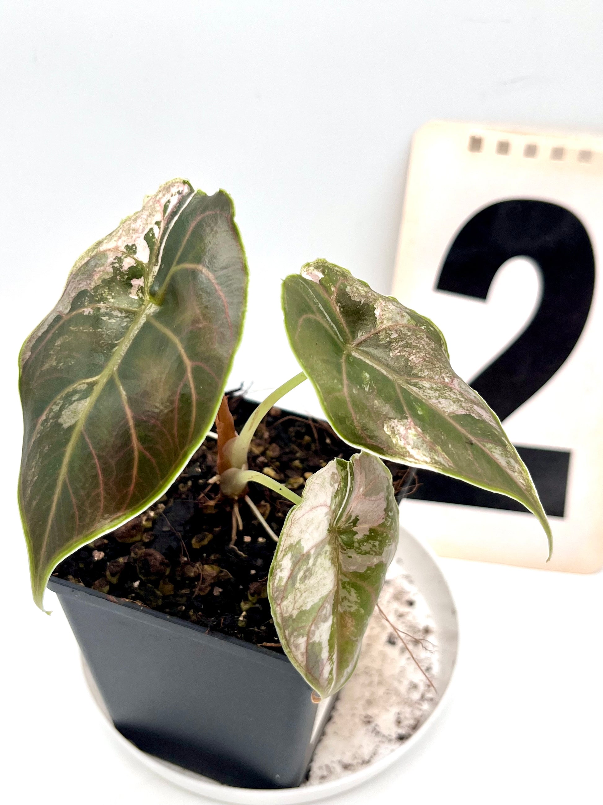 Alocasia Azlanii Variegata