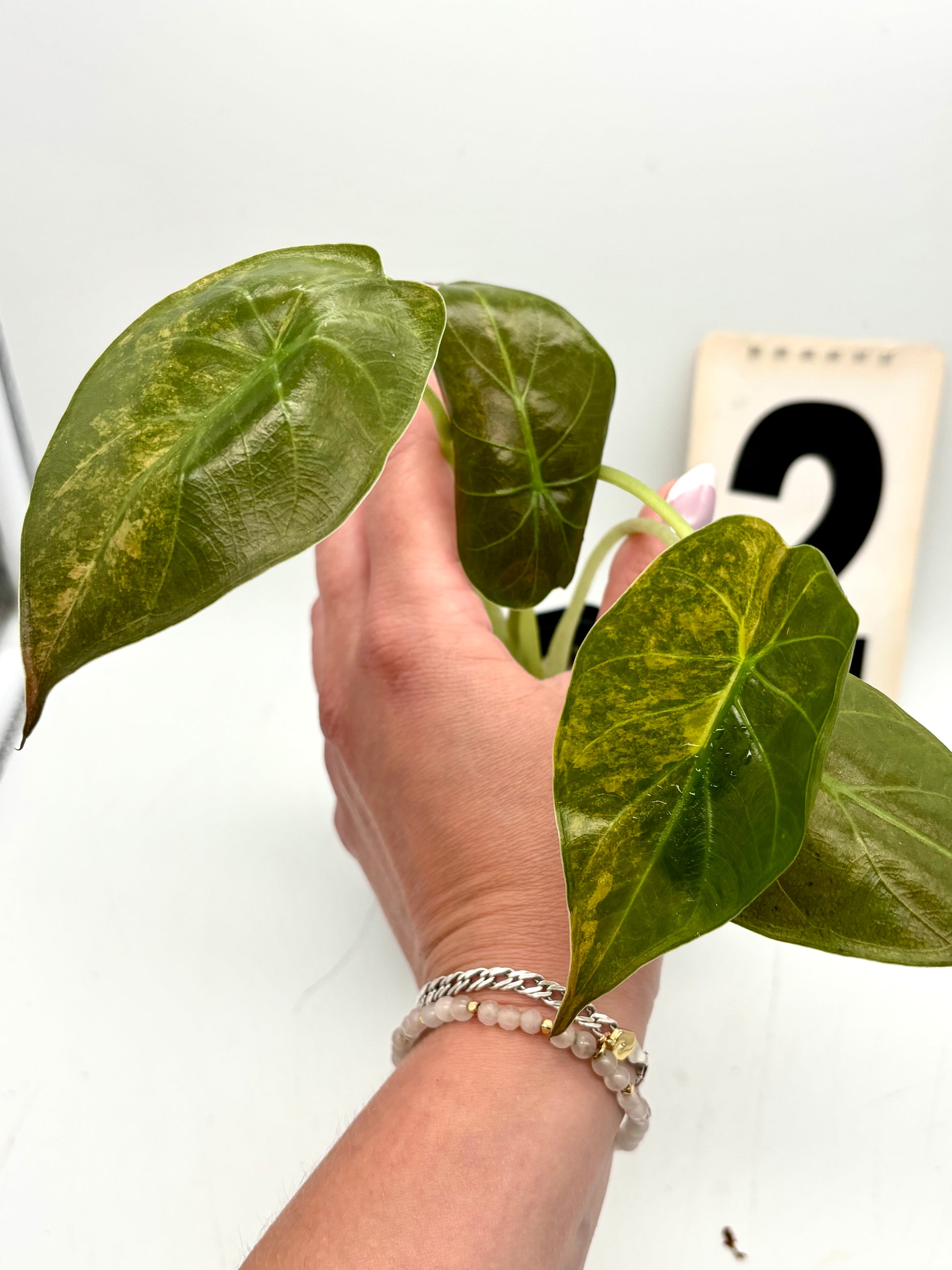 Alocasia Wentii (Sunset) Variegata
