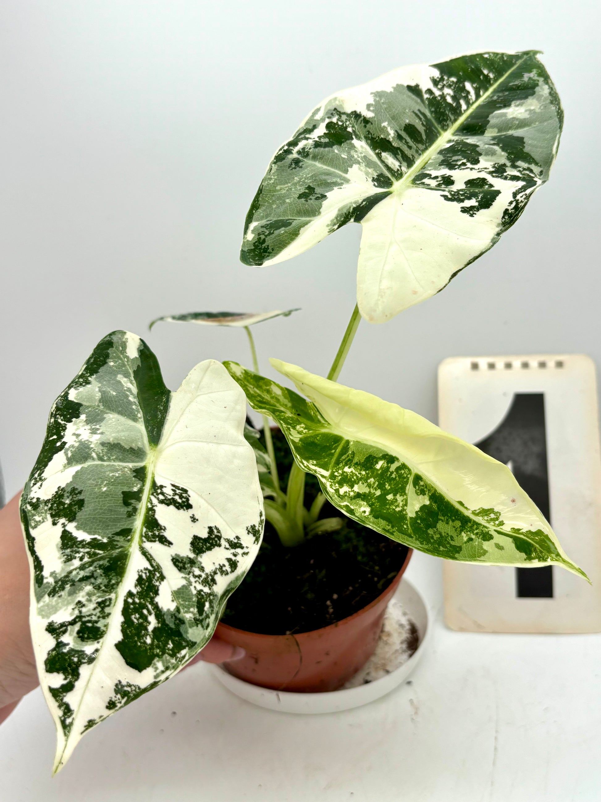 Alocasia Frydek Variegata