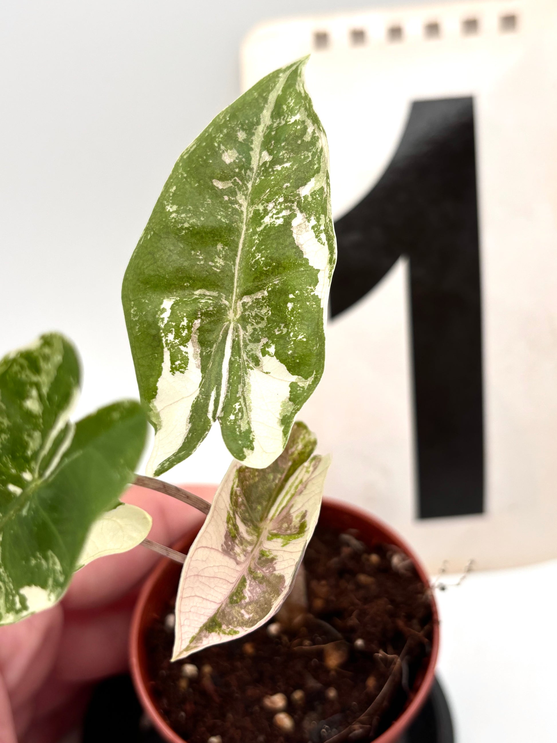 Alocasia Pseudo Sanderiana Pink Variegata