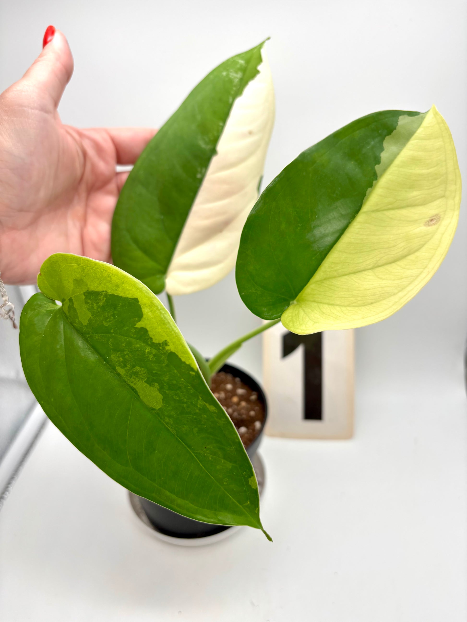 Syngonium Chiapense Variegata