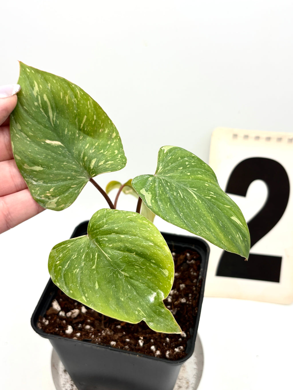 Homalomena Rubescens Variegata