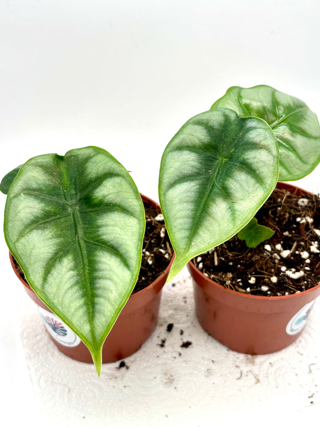 Alocasia Reversa Pflanze von Exotic-Flowers mit großen grünen Blättern und auffälliger Musterung, Nahaufnahme der Blätter.