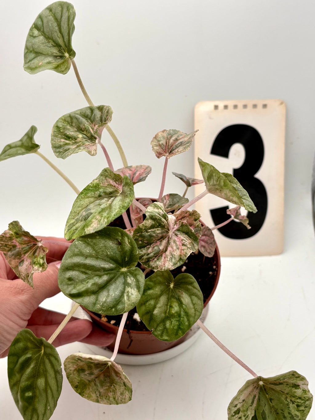 Peperomia Caperata Variegata von Exotic-Flowers, grüne und weiße gestreifte Blätter, Topfpflanze auf Holztisch.