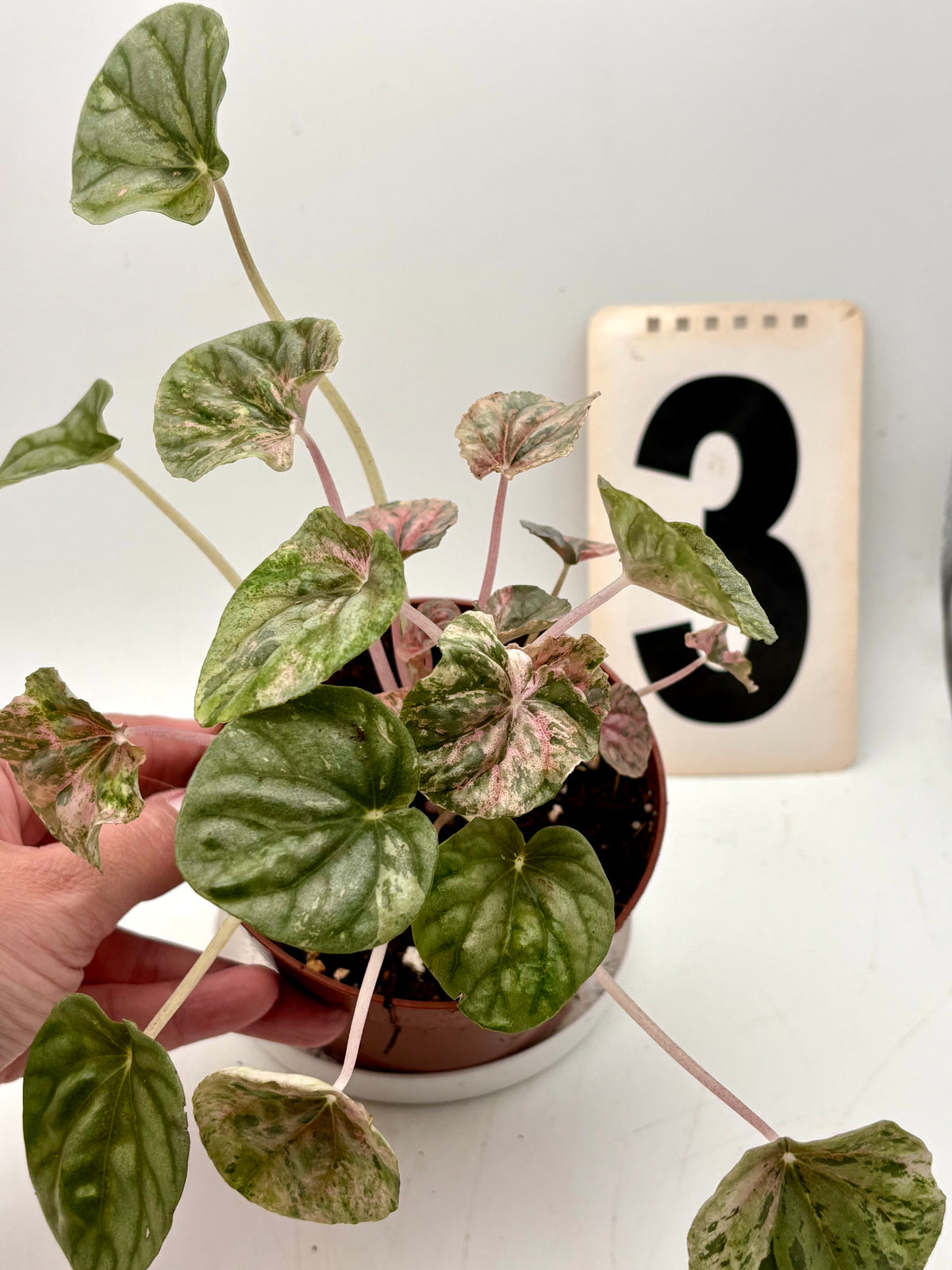 Peperomia Caperata Variegata von Exotic-Flowers, grüne und weiße gestreifte Blätter, Topfpflanze auf Holztisch.