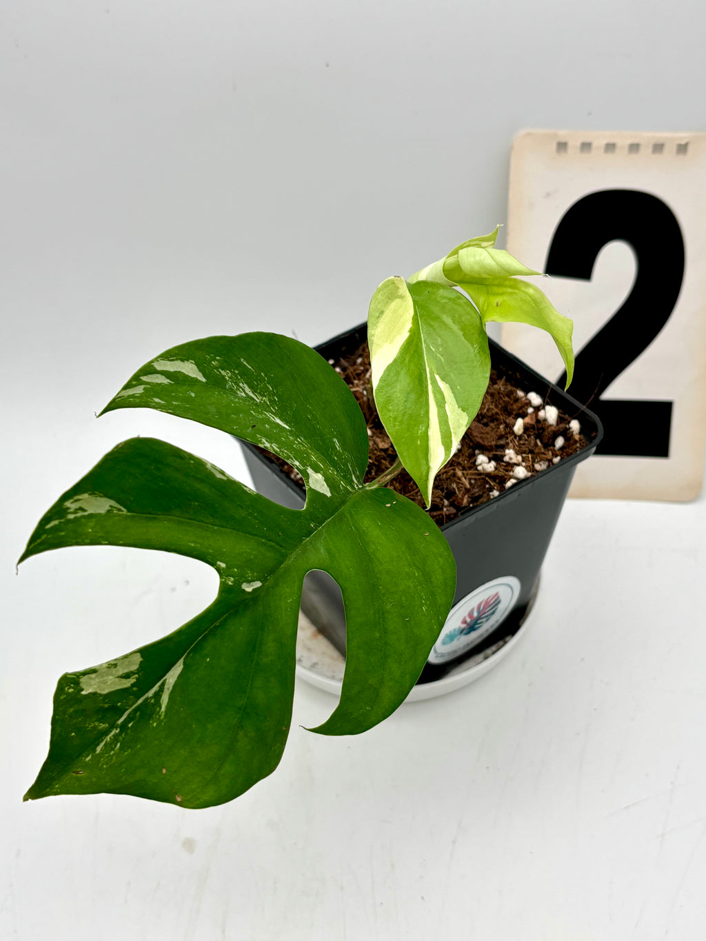 Rhaphidophora Tetrasperma Albo Variegata, Monstera Minima, mit weißen und grünen variegierten Blättern, Topfpflanze von Exotic-Flowers