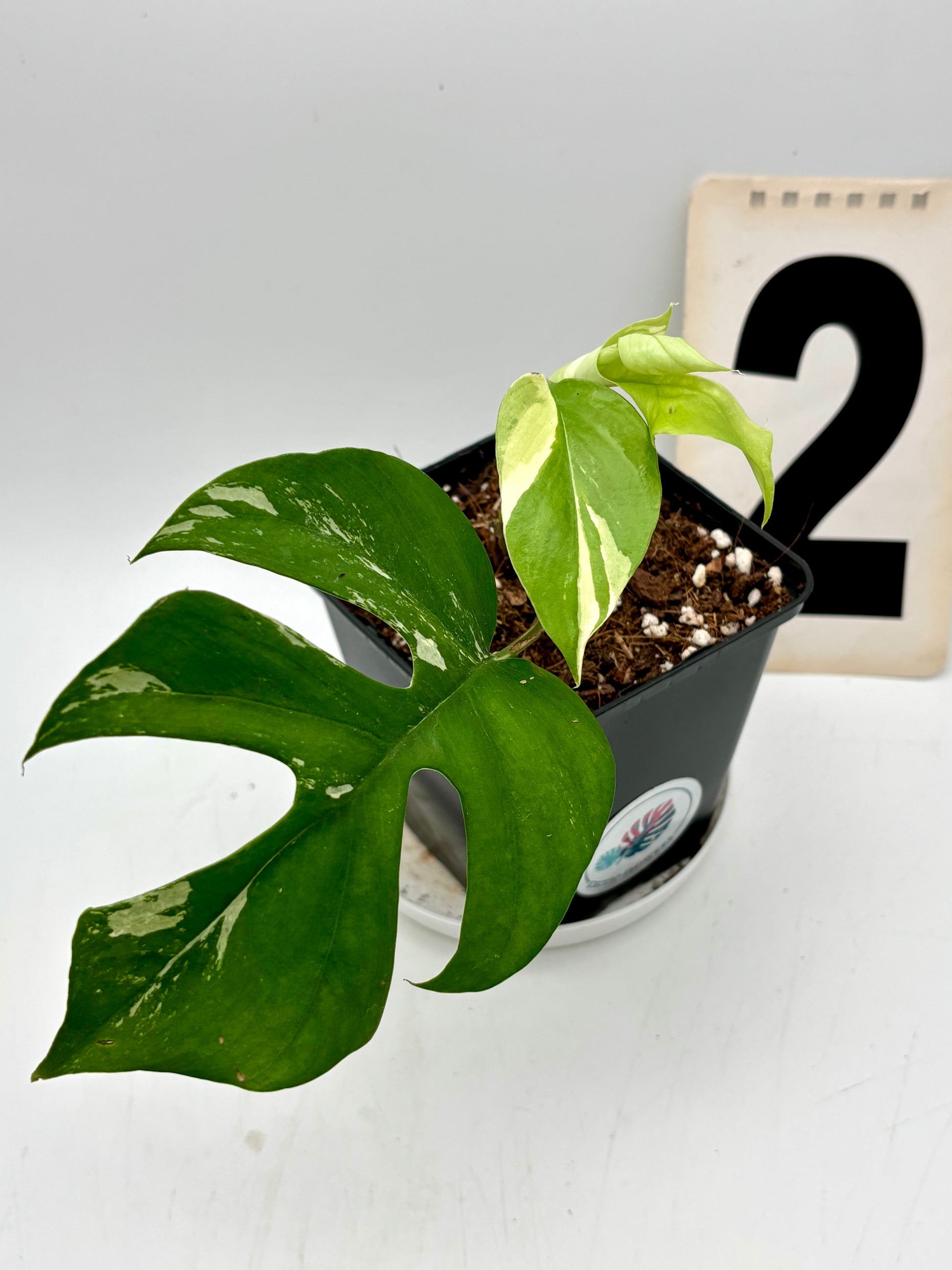 Rhaphidophora Tetrasperma Albo Variegata, Monstera Minima, mit weißen und grünen variegierten Blättern, Topfpflanze von Exotic-Flowers