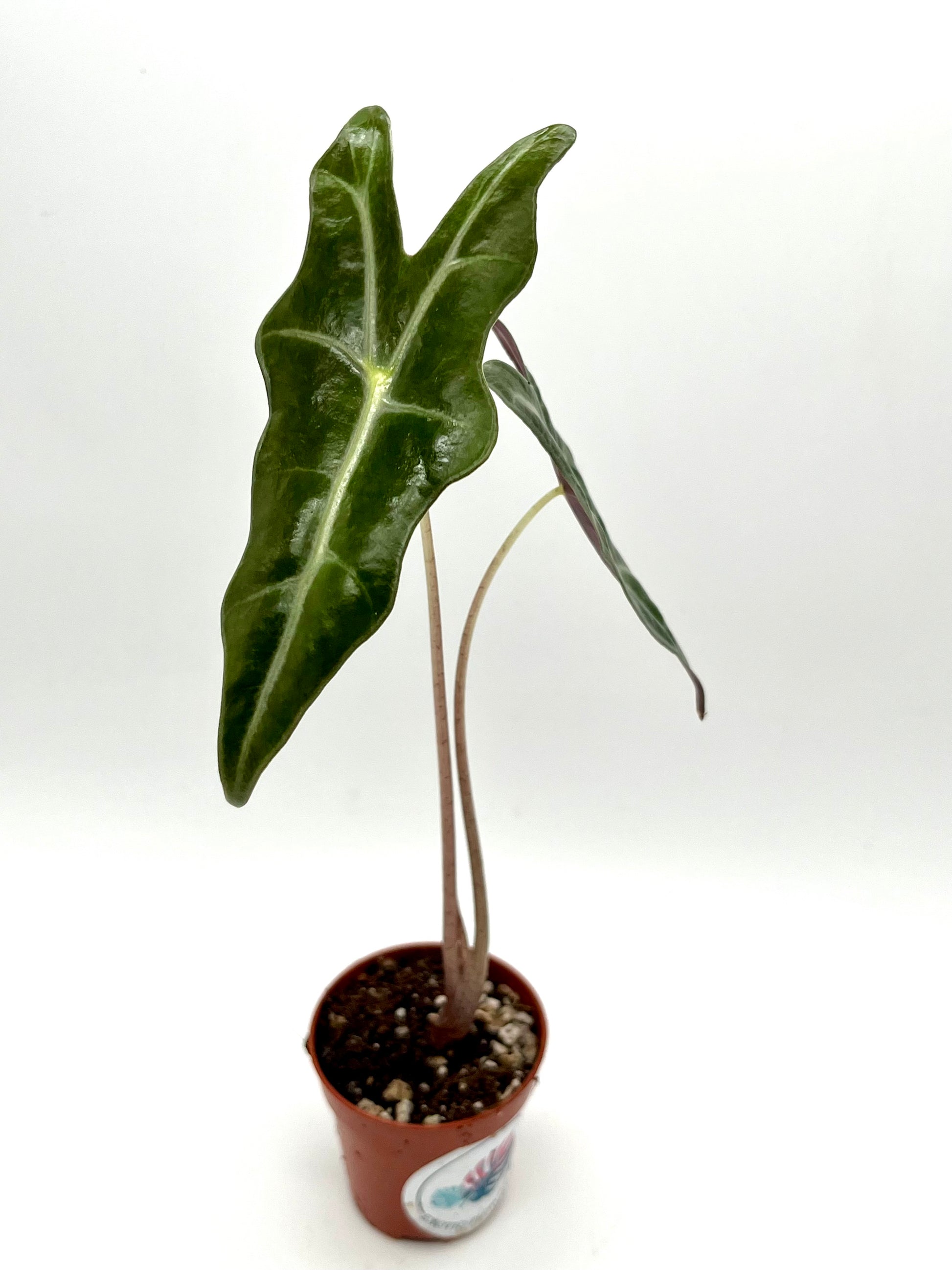 Alocasia Nobilis