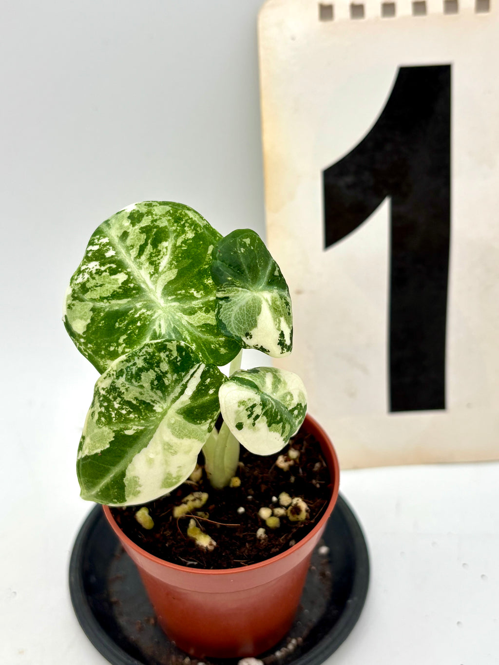 Alocasia Ninja Albo