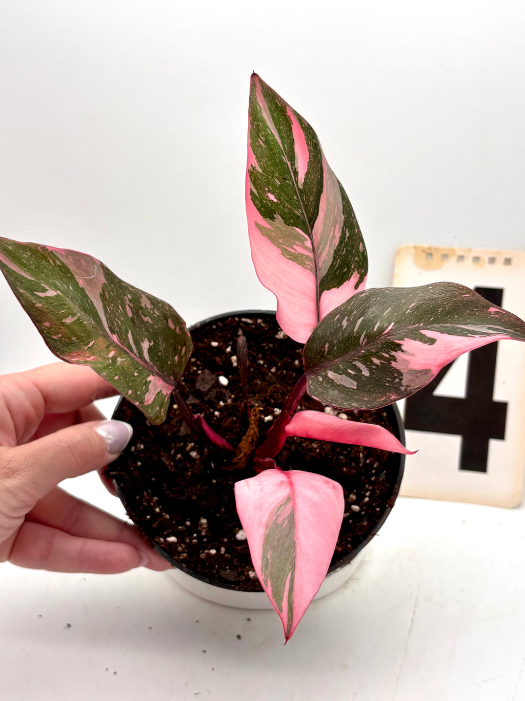 Philodendron Pink Princess Marble