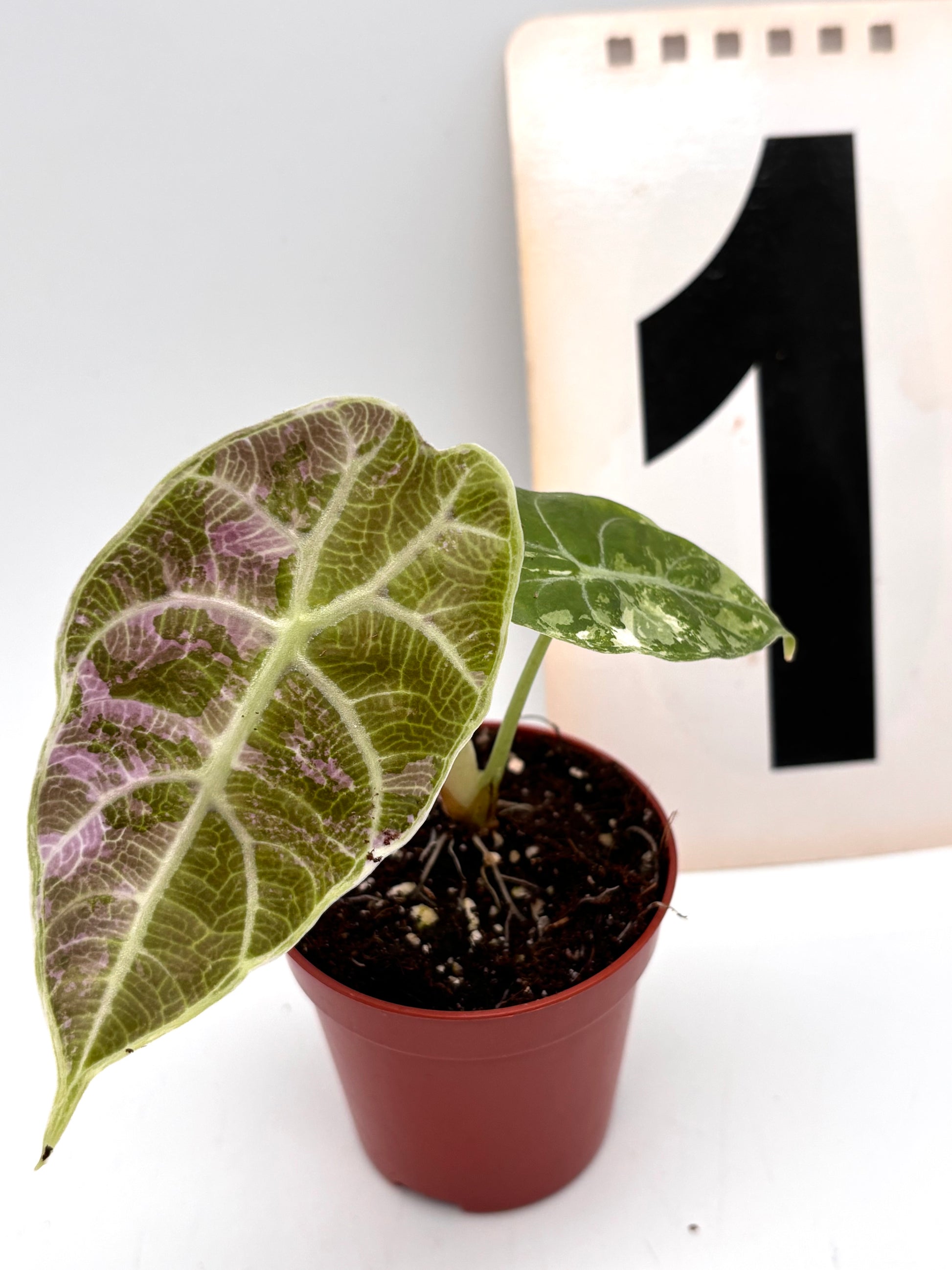 Alocasia Watsoniana Doff Variegata