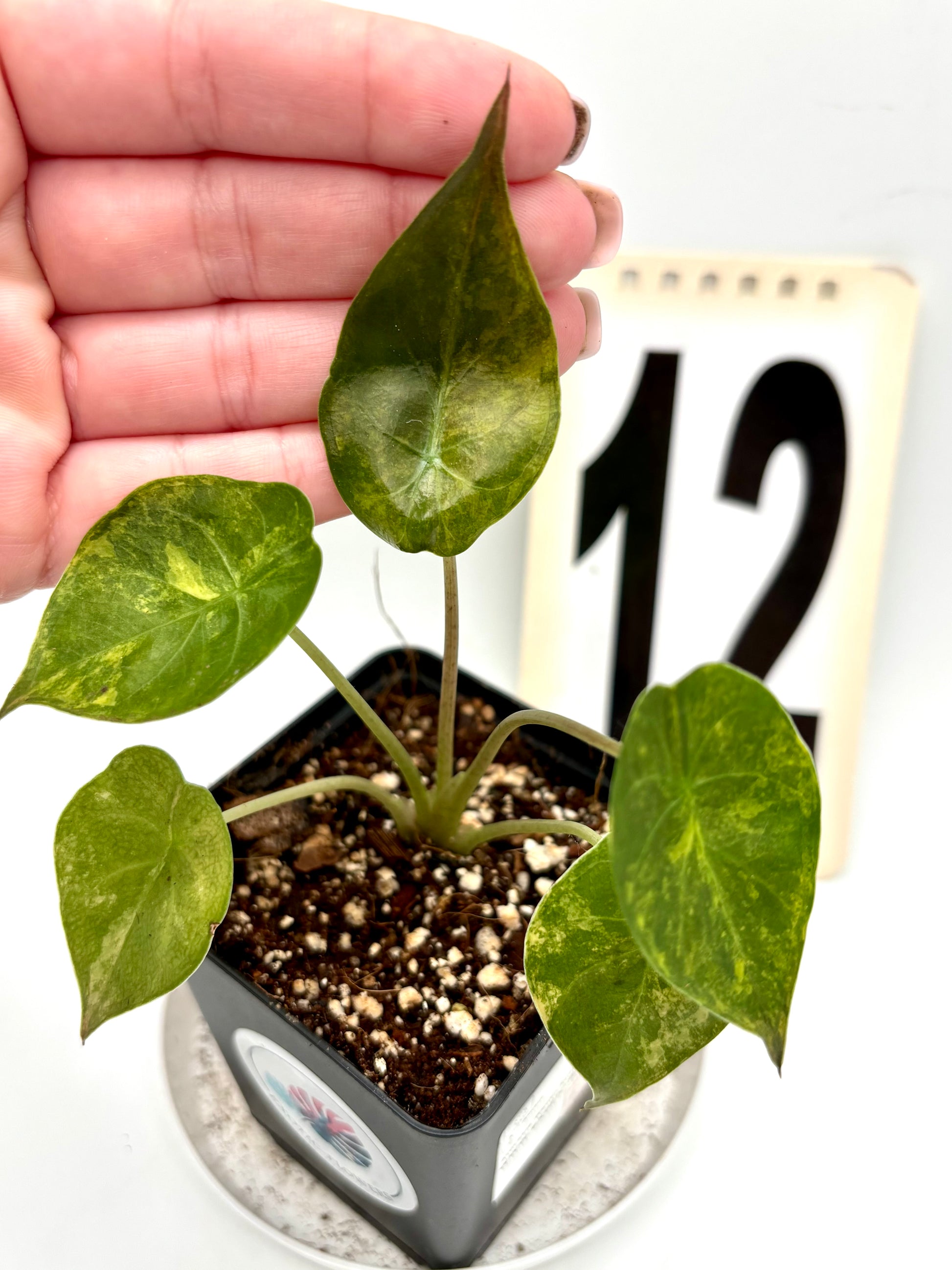 Alocasia Wentii (Sunset) Variegata