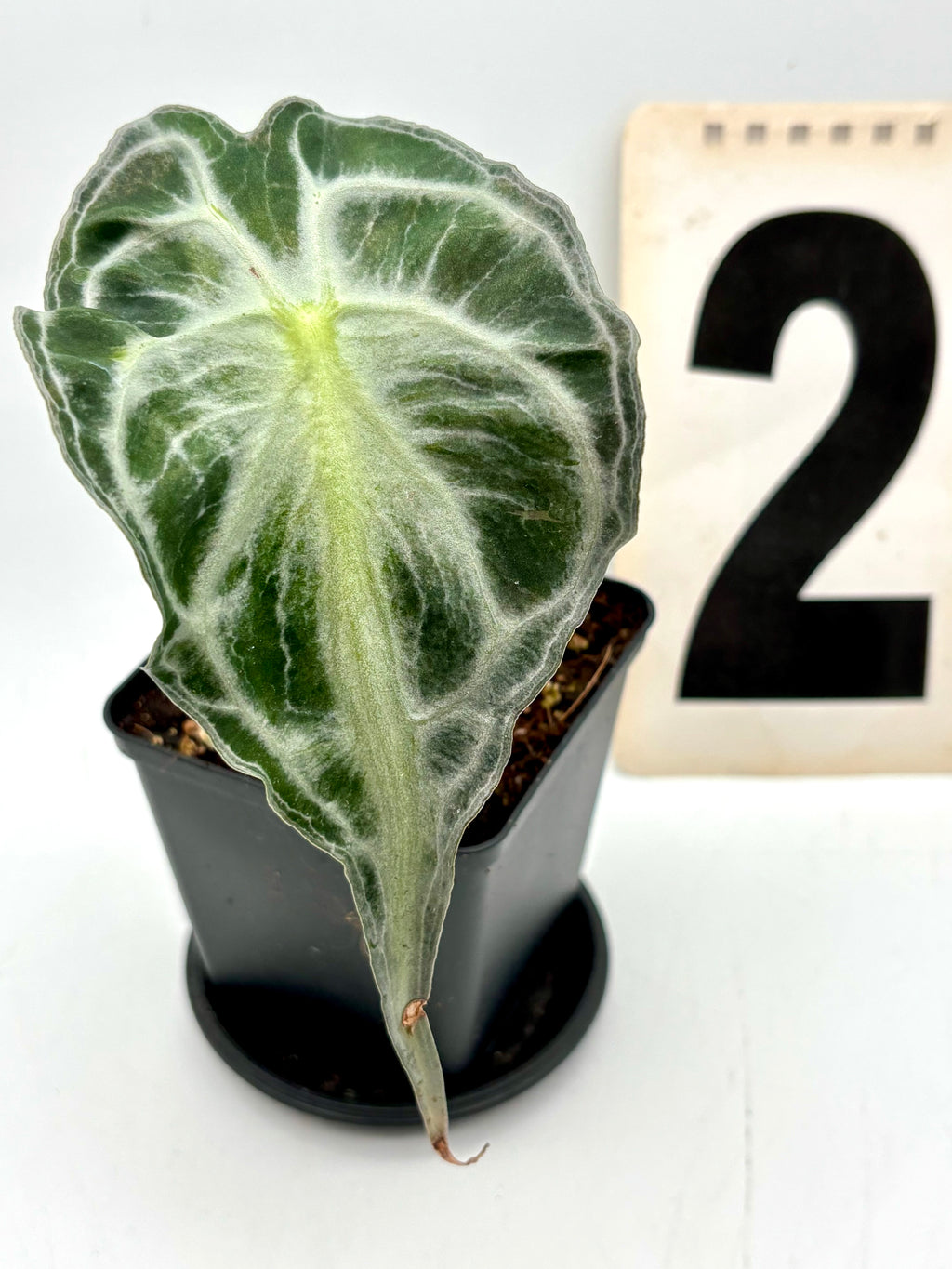 Alocasia Venom Pflanze von Exotic-Flowers mit großen, dunkelgrünen Blättern und auffälligen schwarzen Adern.