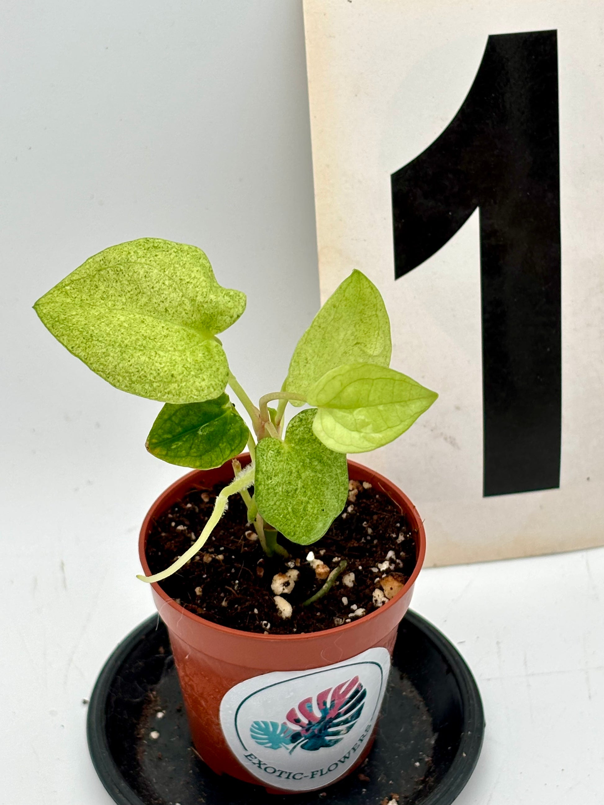 Anthurium Dark Phoenix Variegata - Exotic-Flowers