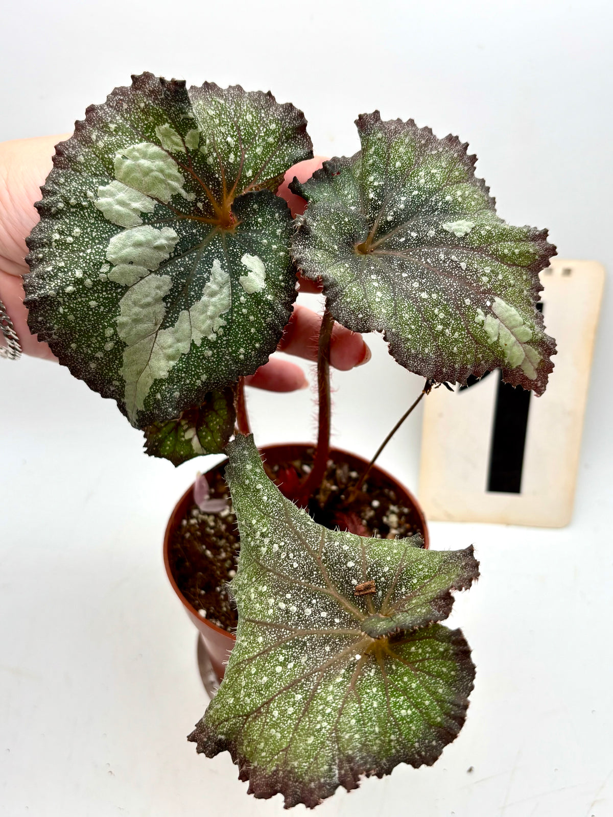 Begonia Speckled