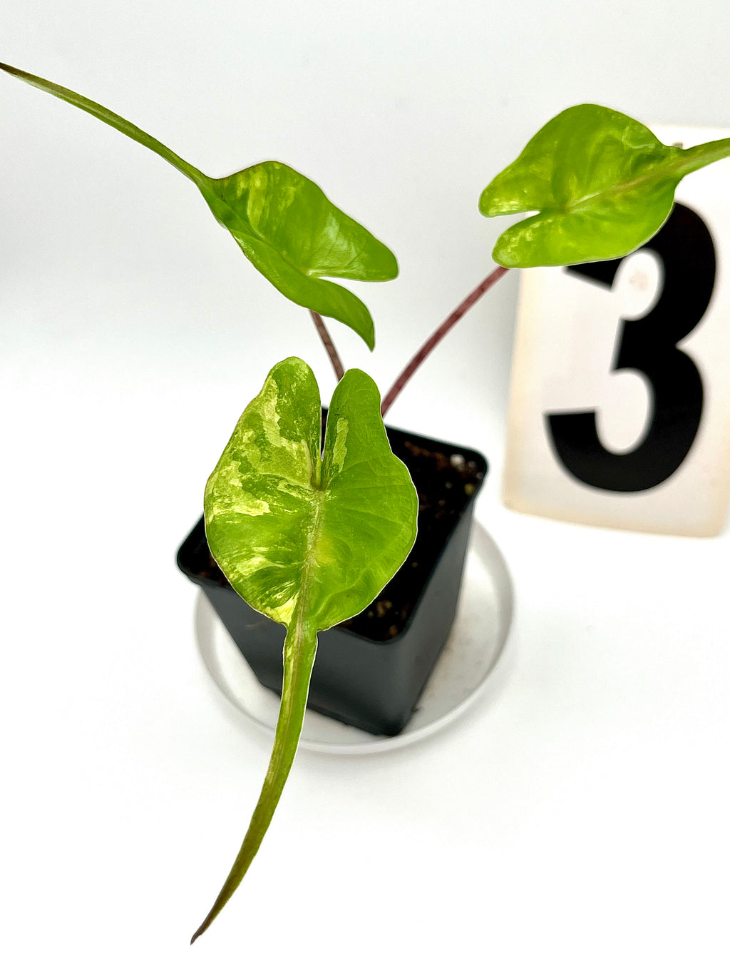 Alocasia Stingray Variegata