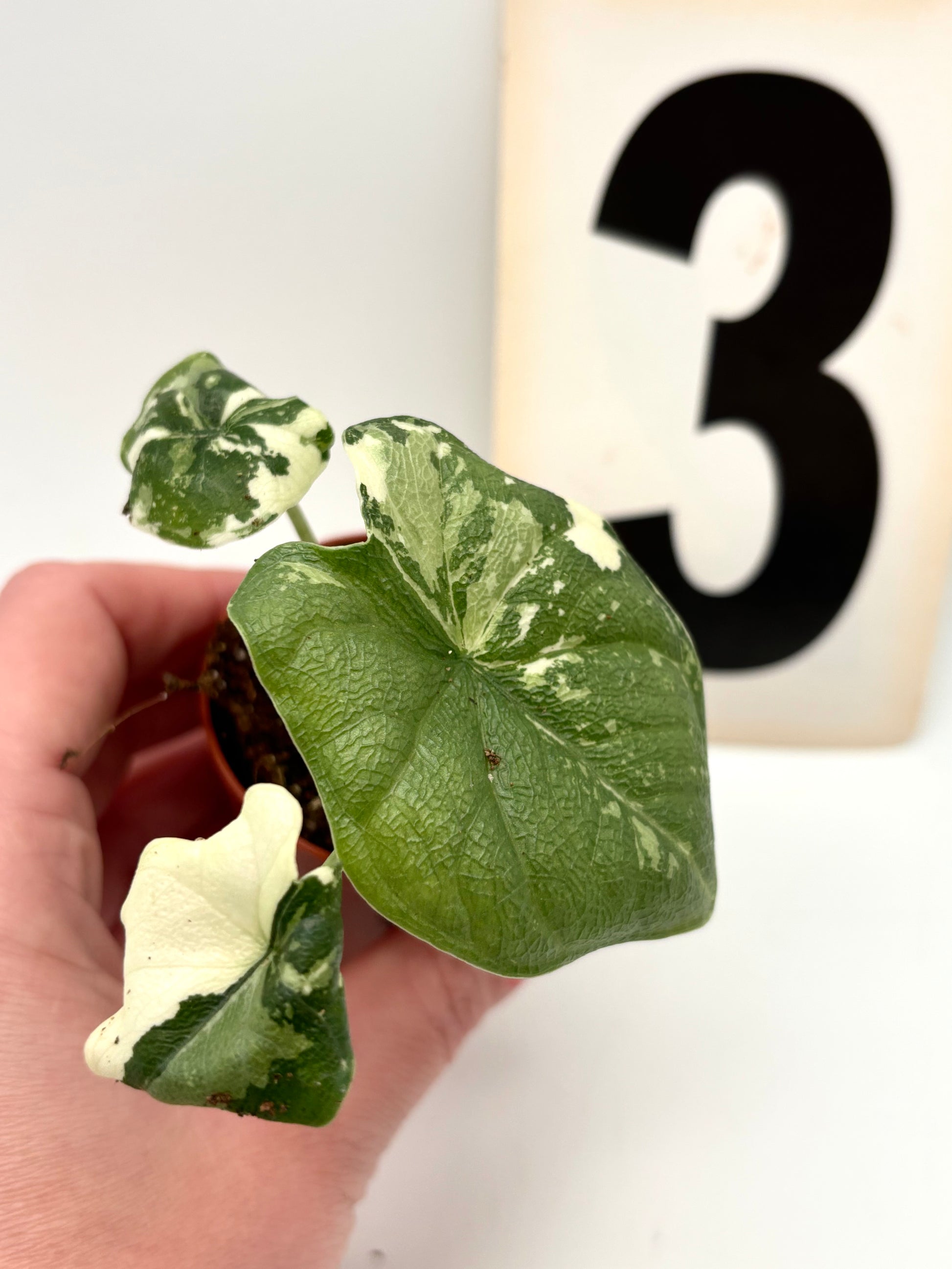 Alocasia Melo Albo Variegata
