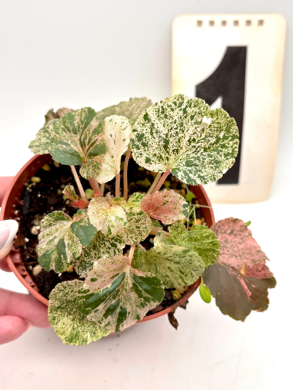Begonia Cucullata Variegata