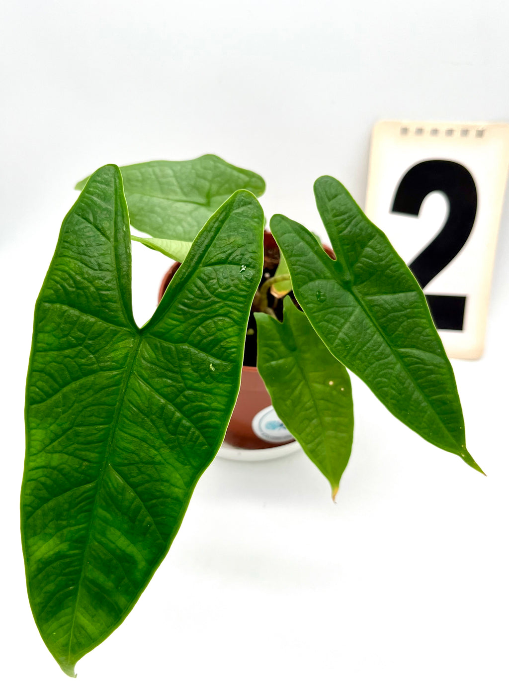 Alocasia Carpet sp Sulawesi