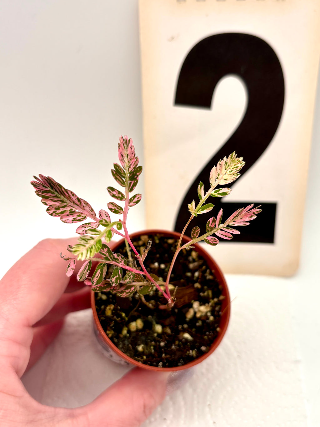 Phyllanthus Urinaria Pink Variegata - Exotic-Flowers