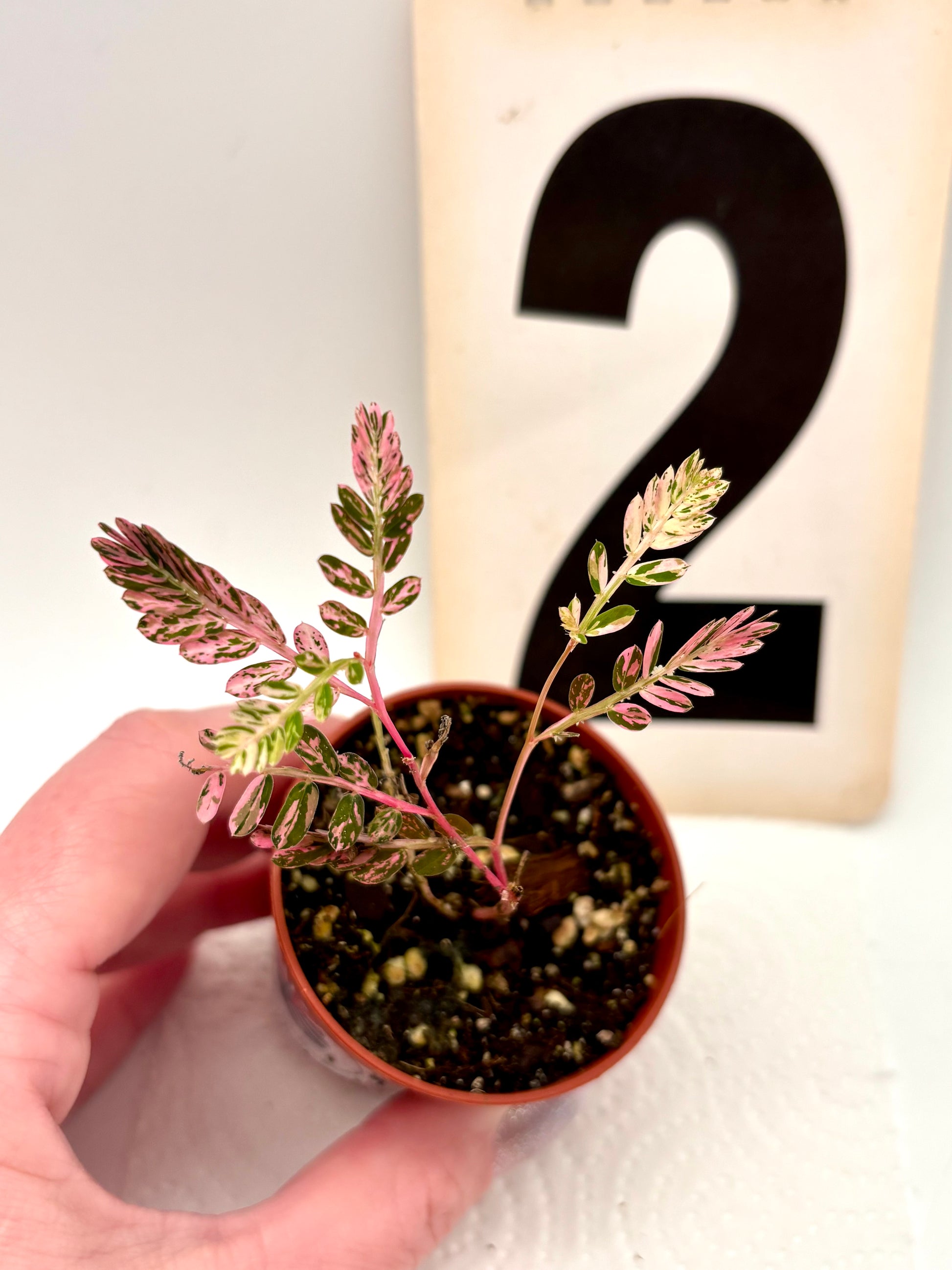 Phyllanthus Urinaria Pink Variegata - Exotic-Flowers