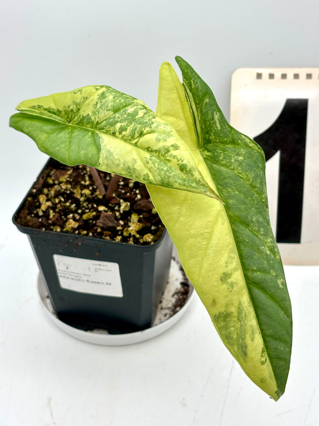Alocasia Metallic Blue Aurea Variegata