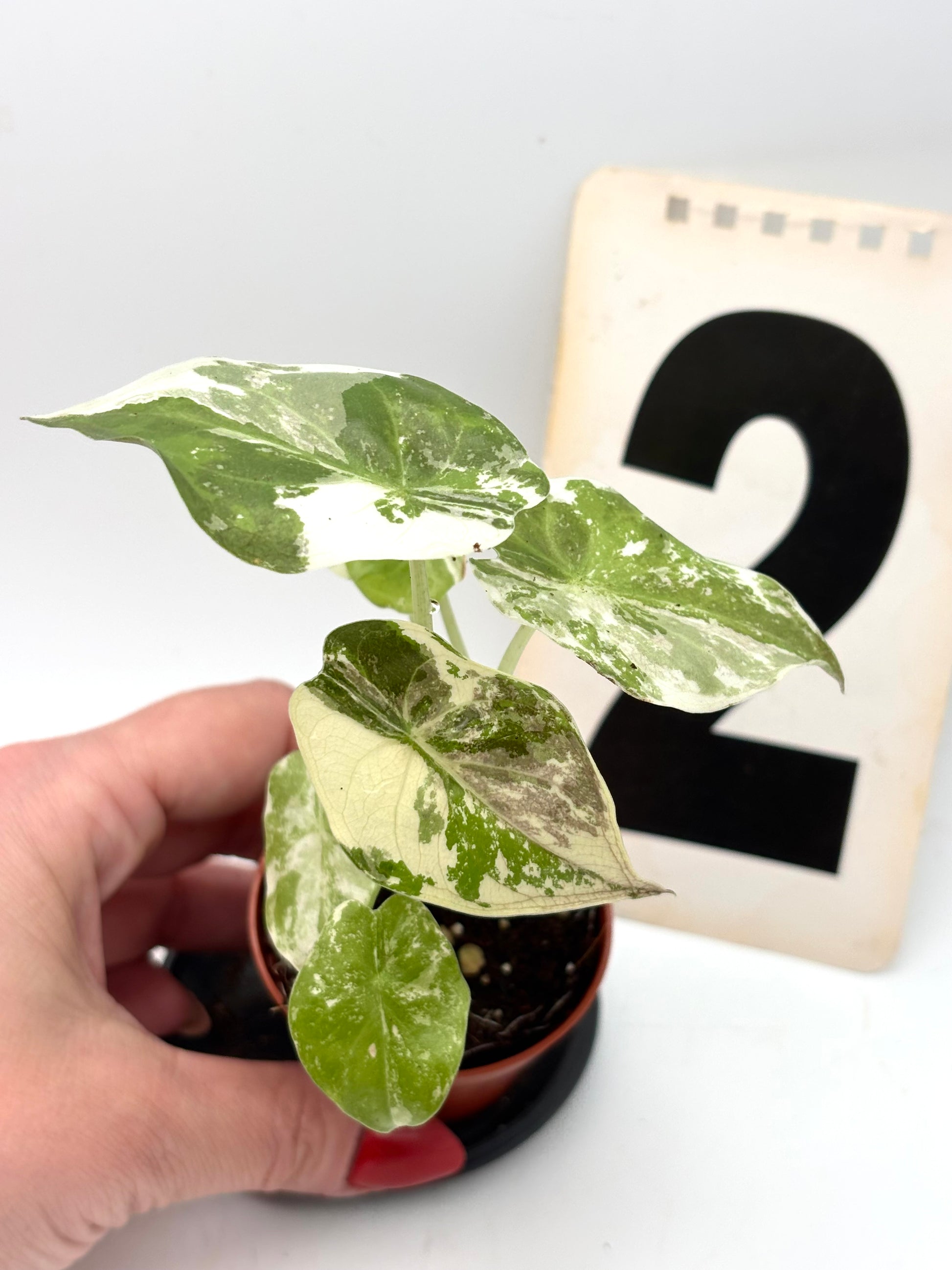 Alocasia Wentii Albo / Pink Variegata