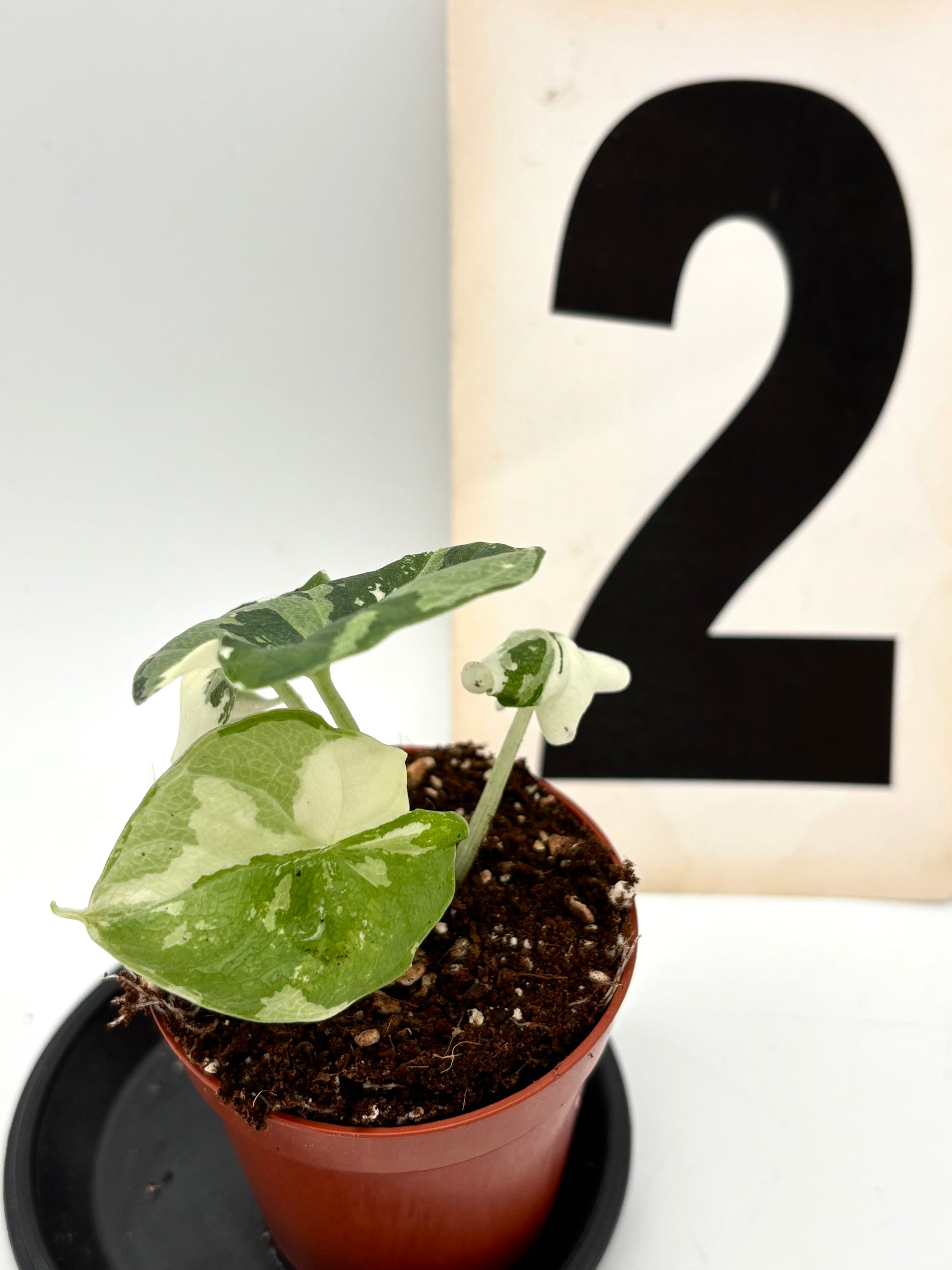 Alocasia Melo Albo Variegata Pflanze mit großen grün-weißen Blättern, von Exotic-Flowers, auf Bild B9B63B77-5773-42EE-A1EC-843615B81C9A