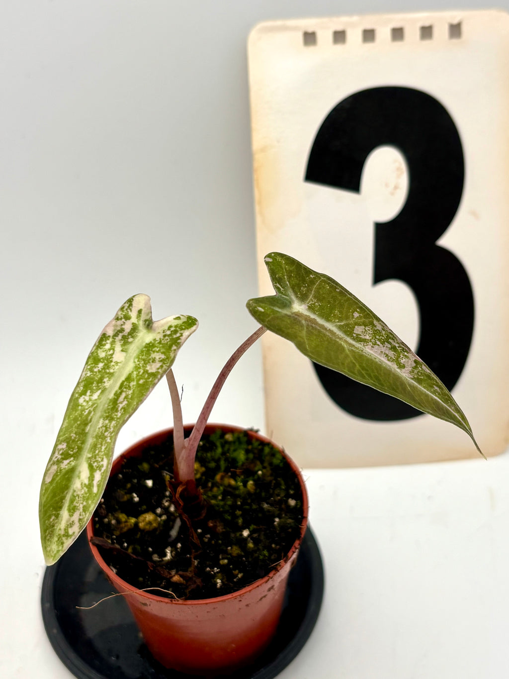 Alocasia Bambino Variegata
