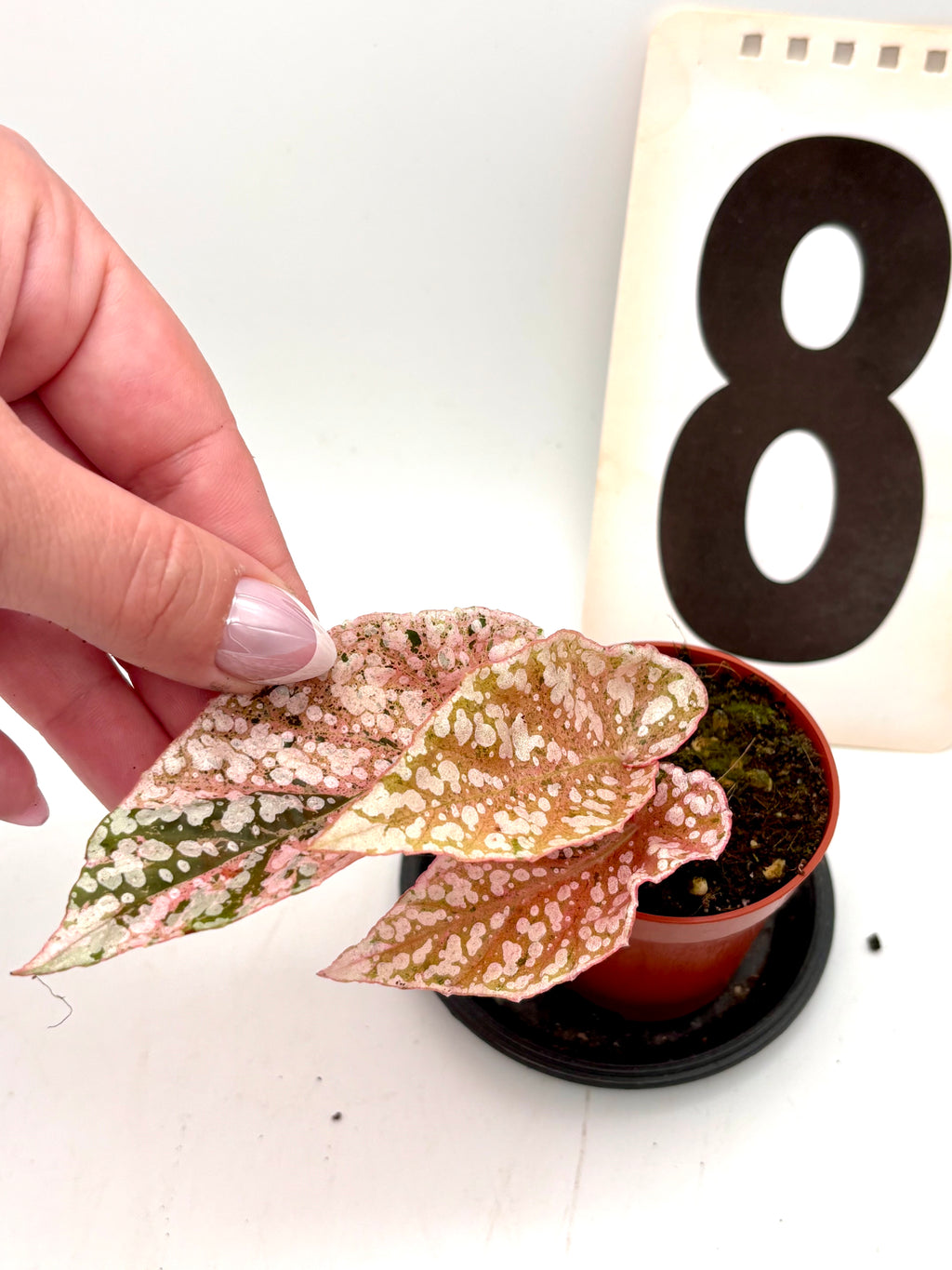 Variegierte Begonie Snowcap von Exotic-Flowers mit weißen und grünen Blättern, Pflanze im Top für Innen- und Außenbereich.