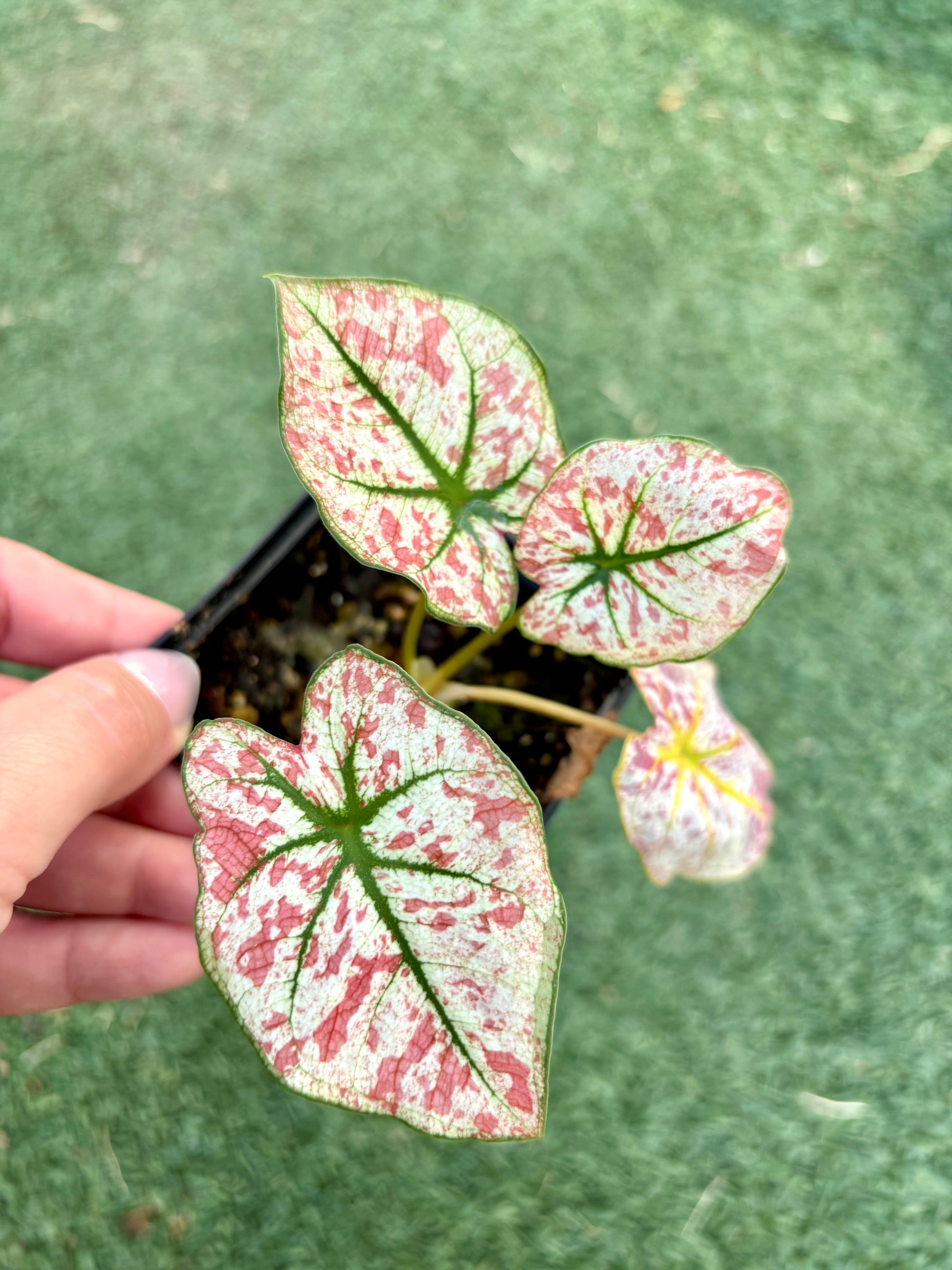 Buntes Caladium Scarlet Mary Pflanzendetail mit roten und grünen Blättern, von Exotic-Flowers.
