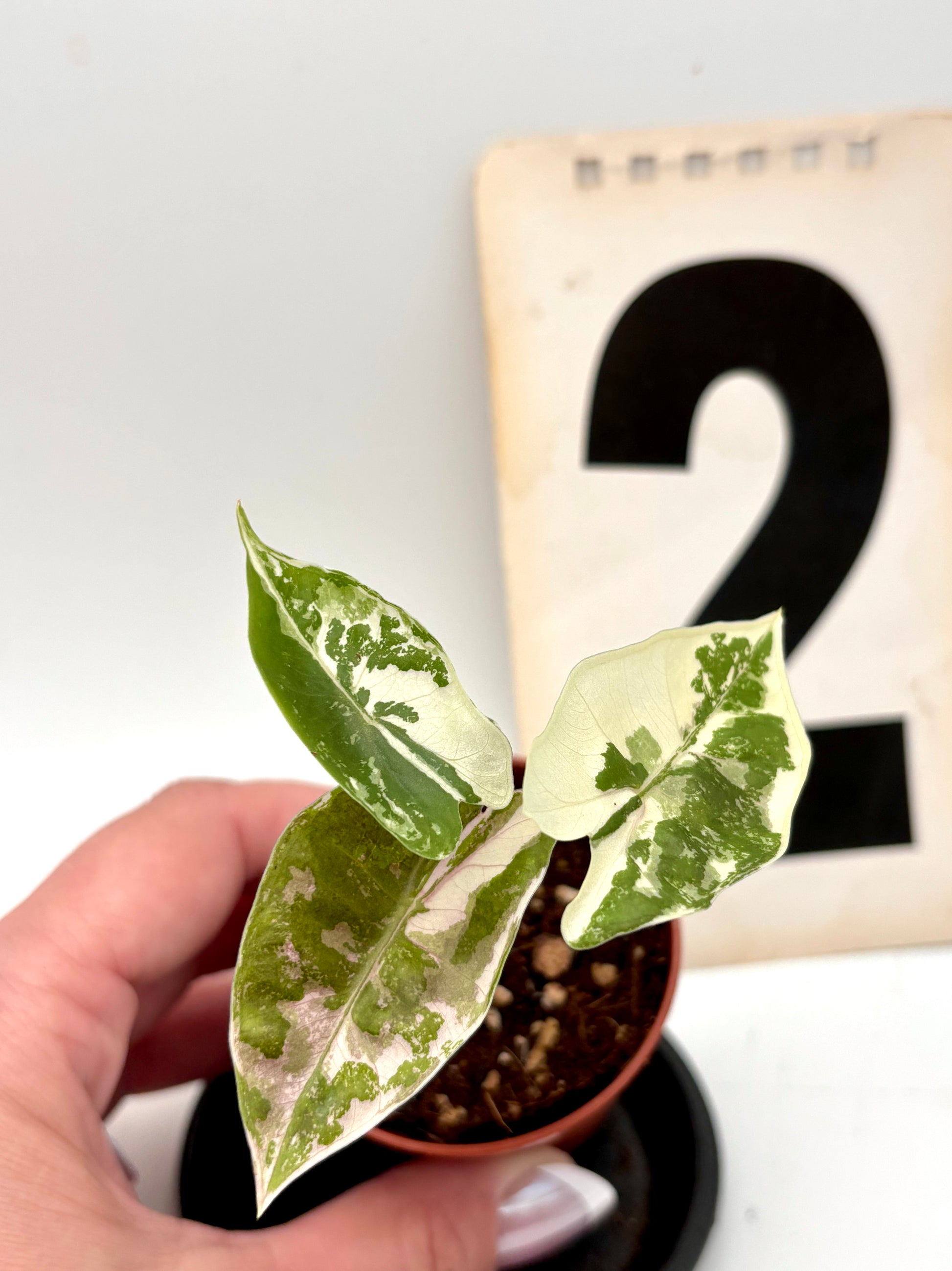 Alocasia Pseudo Sanderiana Pink Variegata