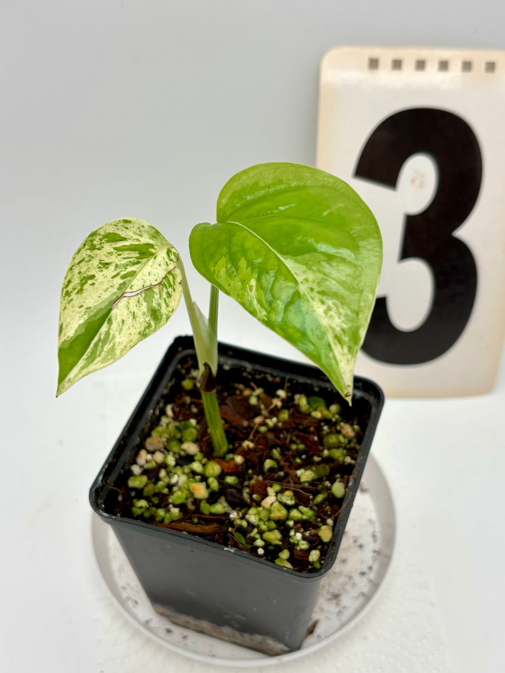 Epipremnum Pinnatum Marble Variegata