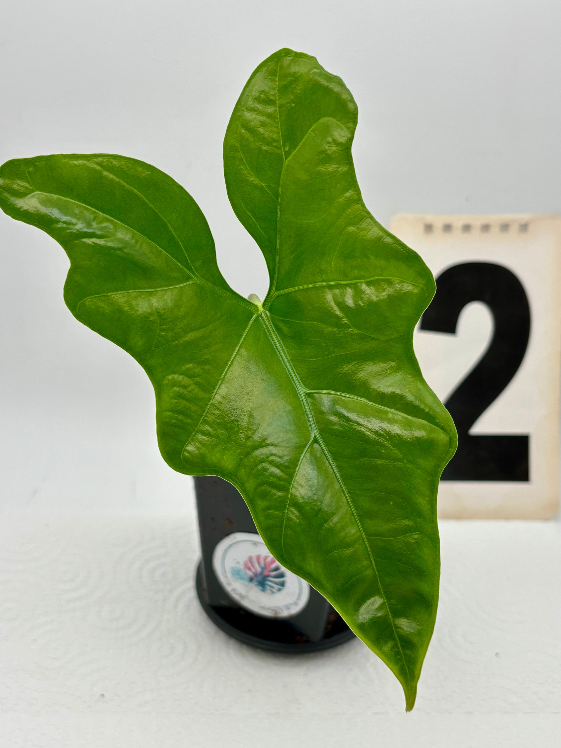 Alocasia Nycteris, auch Bat Wing, mit großen, dunkelgrünen, herzförmigen Blättern, im Topf auf einem Holztisch.