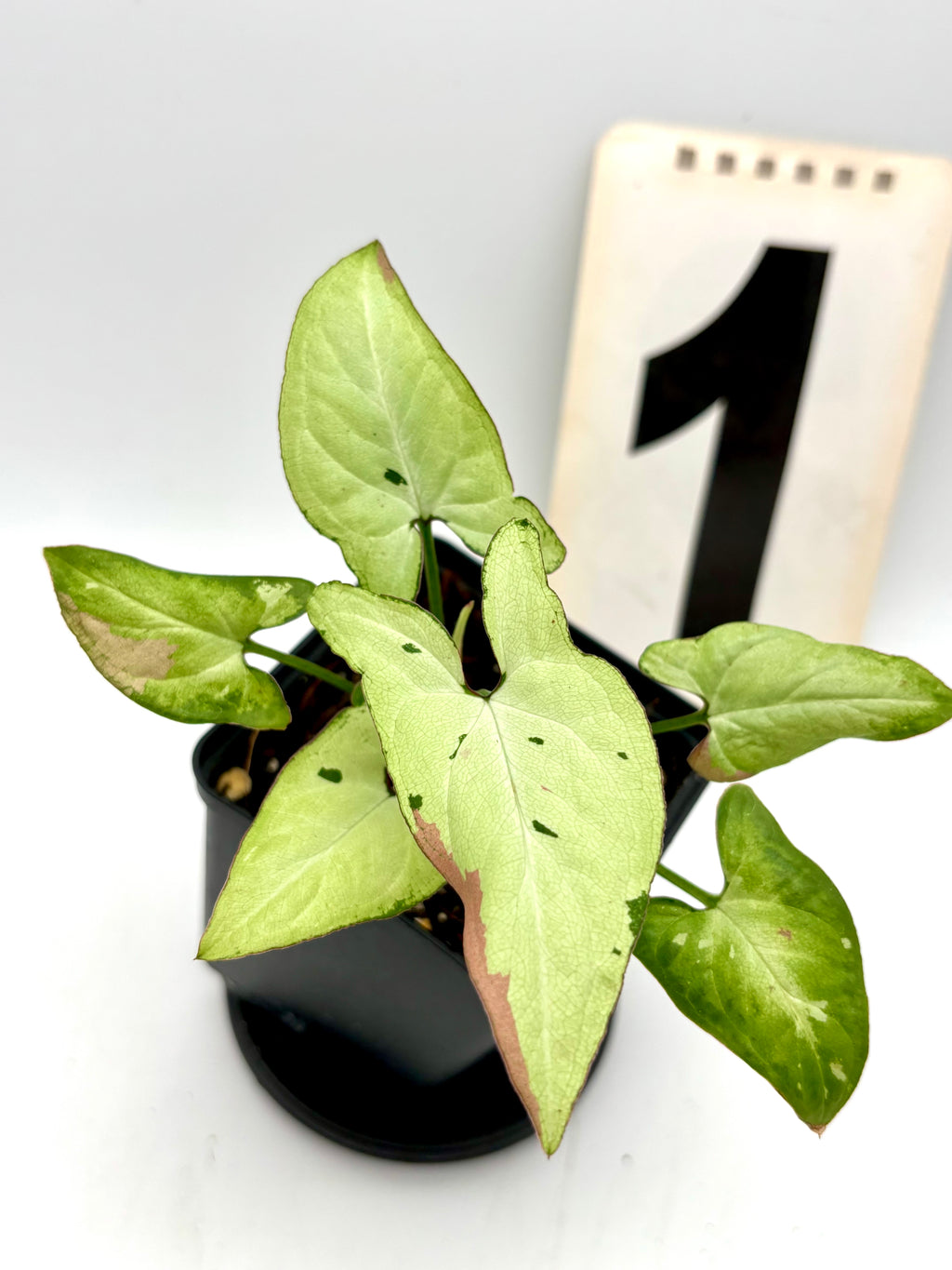 Syngonium Strawberry Milk - Exotic-Flowers