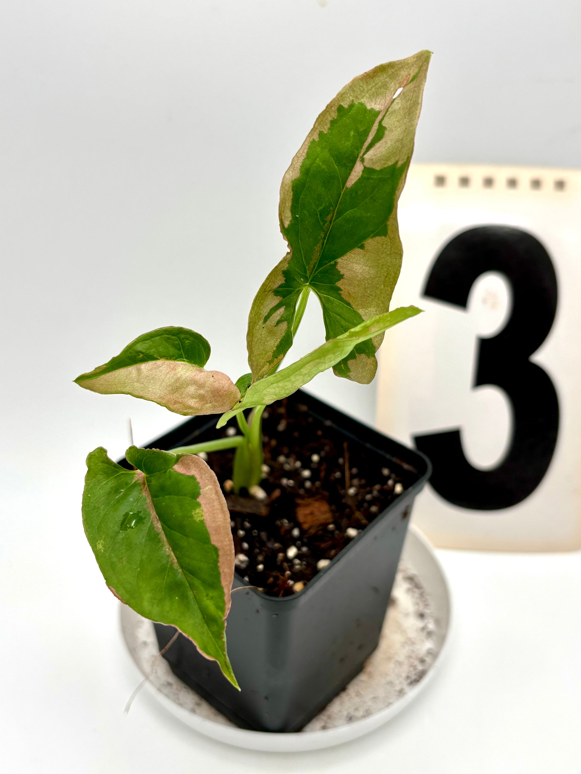 Syngonium Pink Beauty