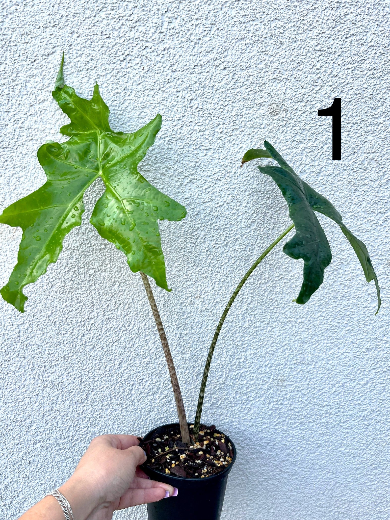 Alocasia Nycteris (Bat Wing)