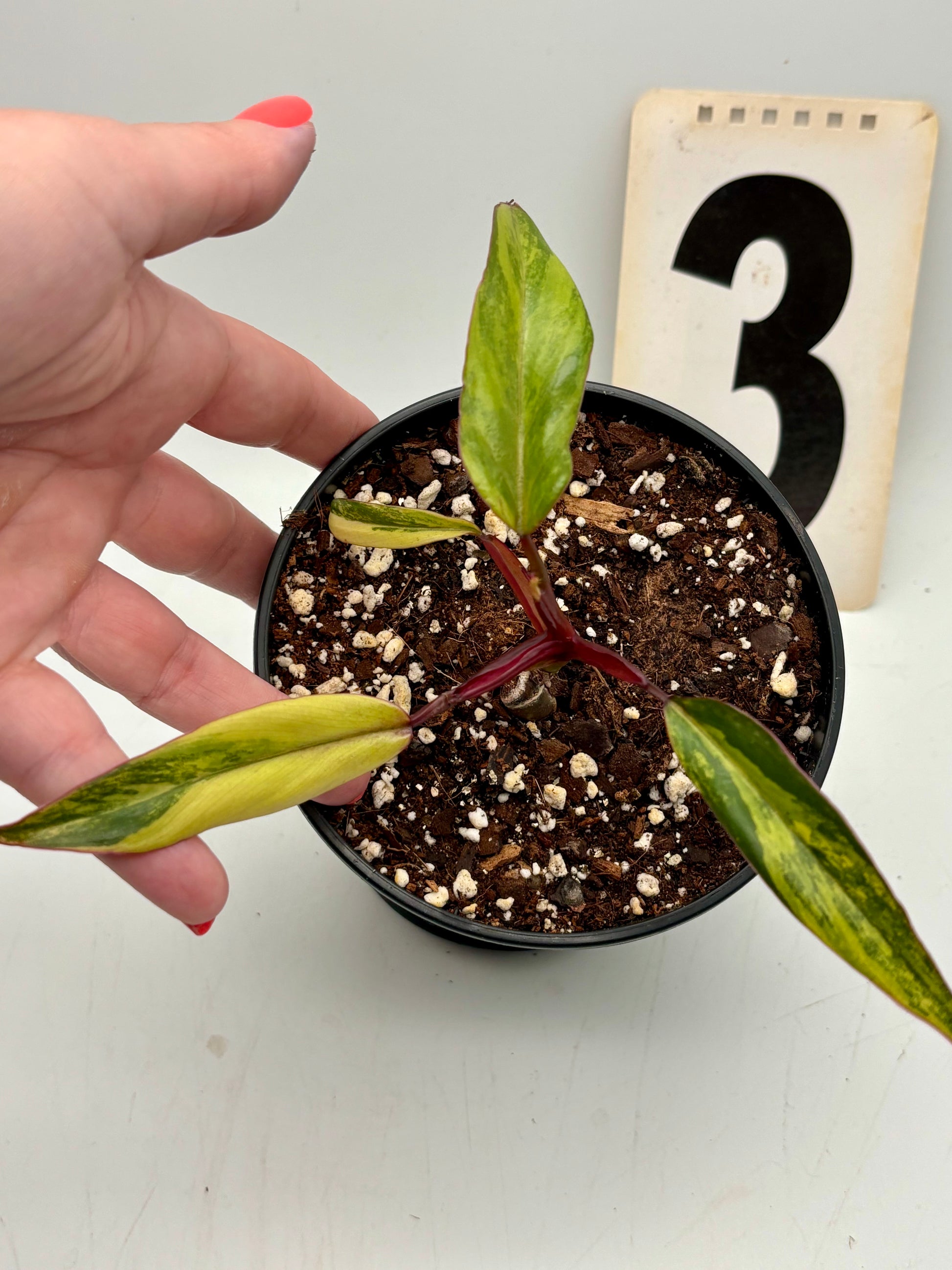 Philodendron Strawberry Shake - Exotic-Flowers