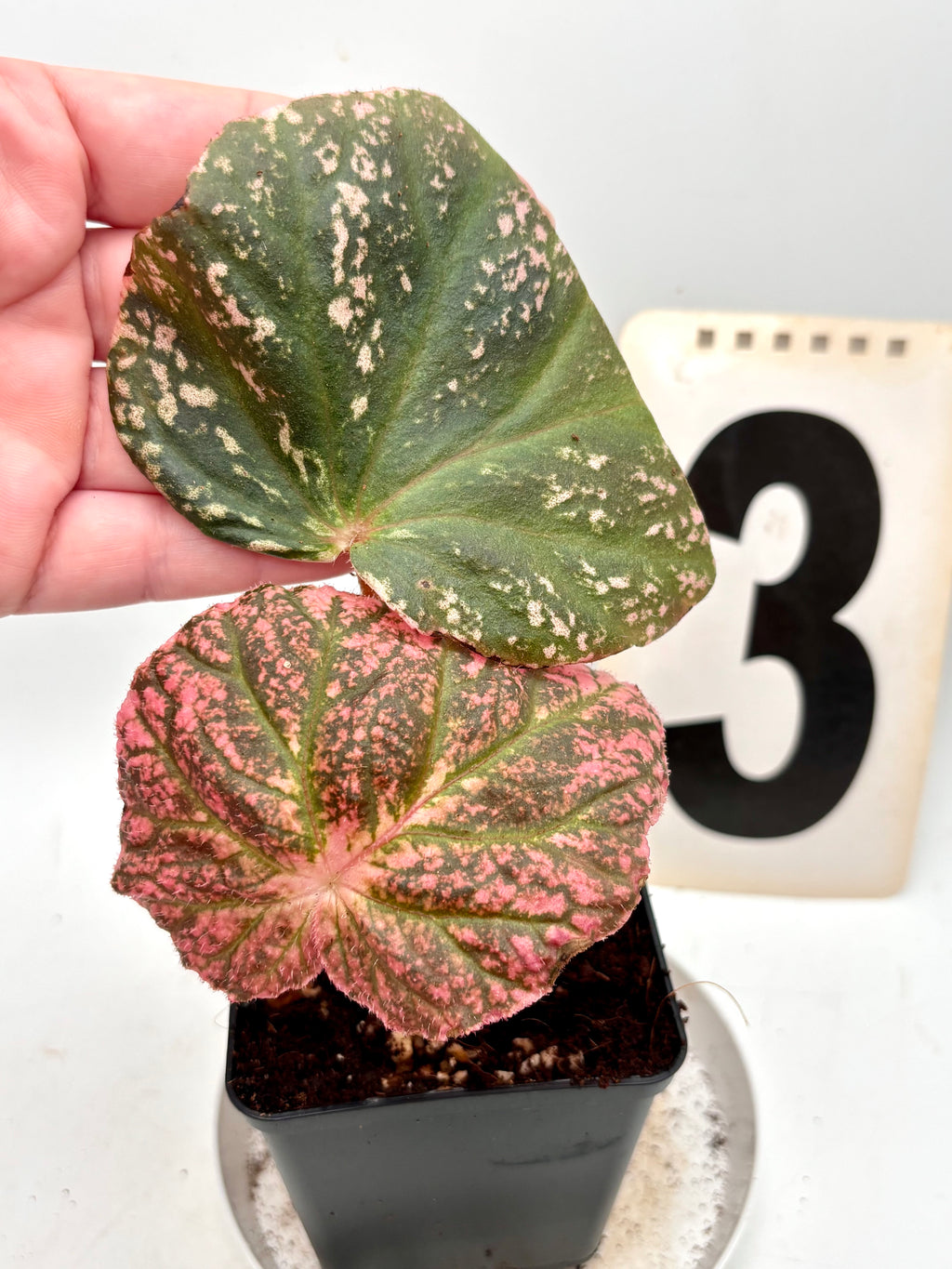 Begonia Midnight Sun