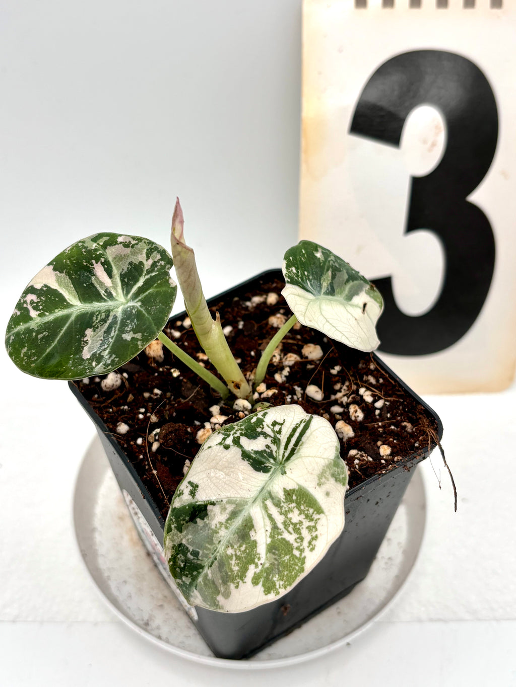 Alocasia Black Velvet Variegata Pflanze mit schwarzen, samtigen Blättern und weißen Variegationsmustern, exotisch und dekorativ.