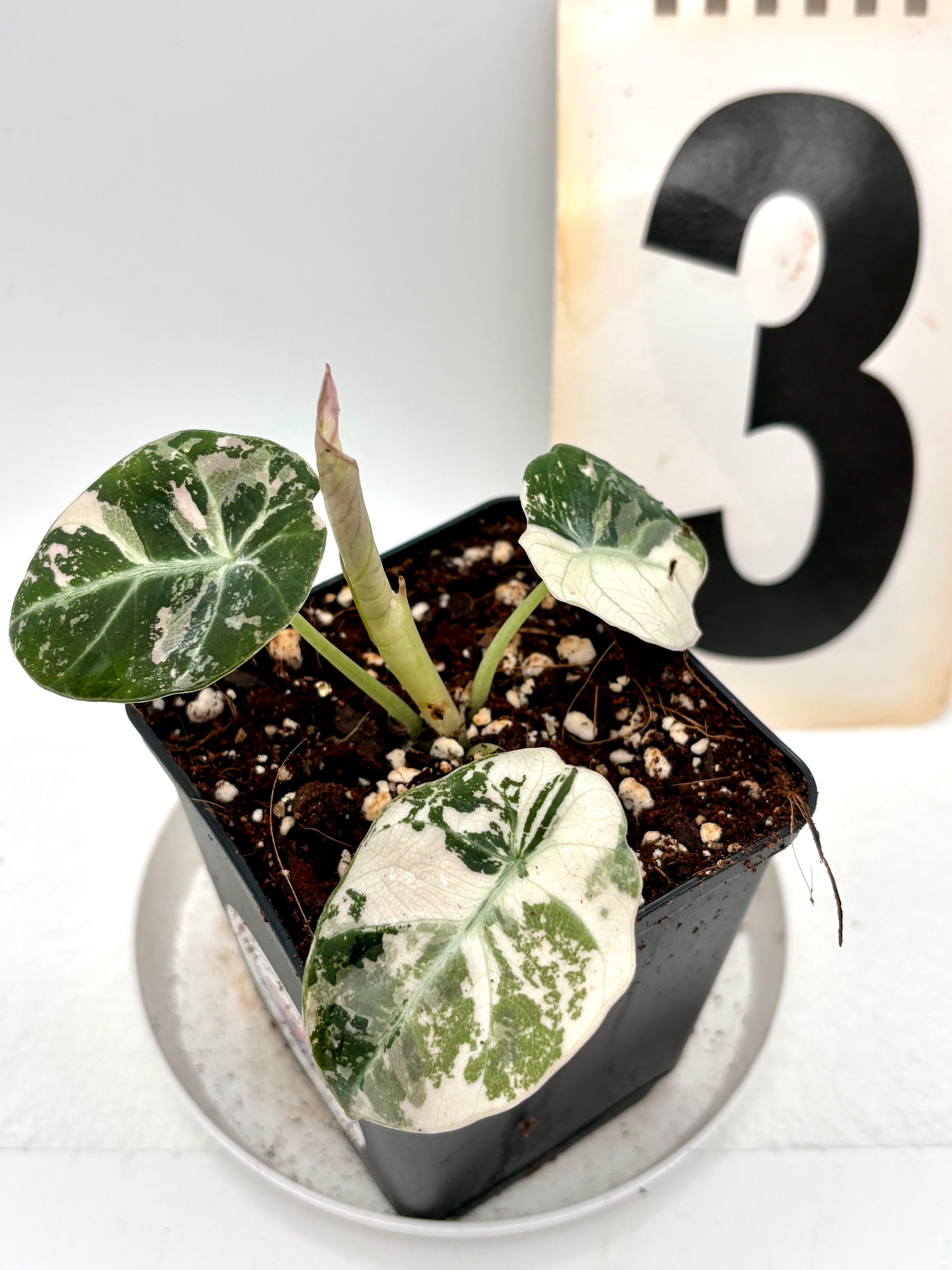 Alocasia Black Velvet Variegata Pflanze mit schwarzen, samtigen Blättern und weißen Variegationsmustern, exotisch und dekorativ.