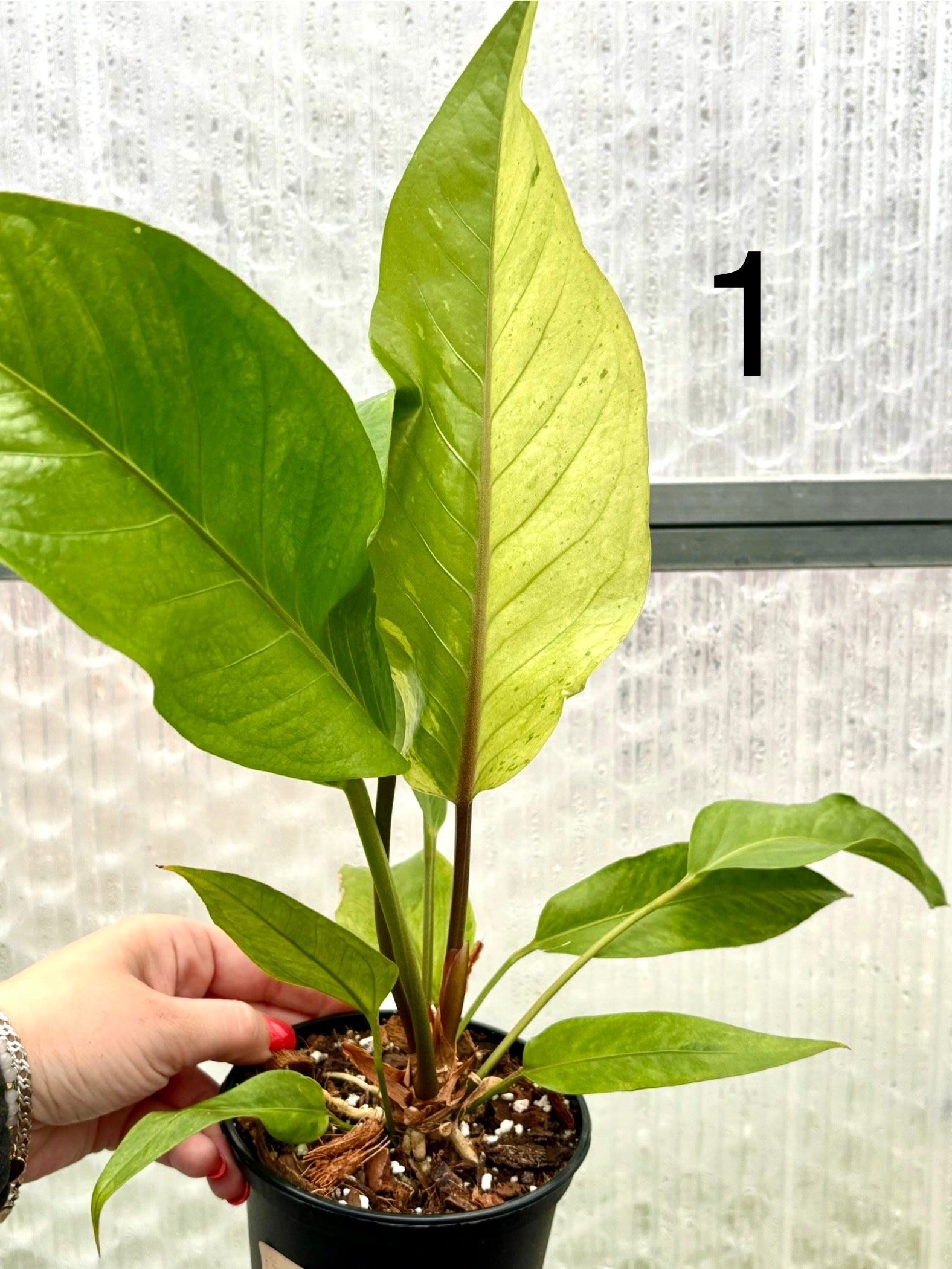 Variegierter Anthurium Hookeri von Exotic-Flowers, grüne und weiße Blätter, elegante Zimmerpflanze auf natürlichem Hintergrund.