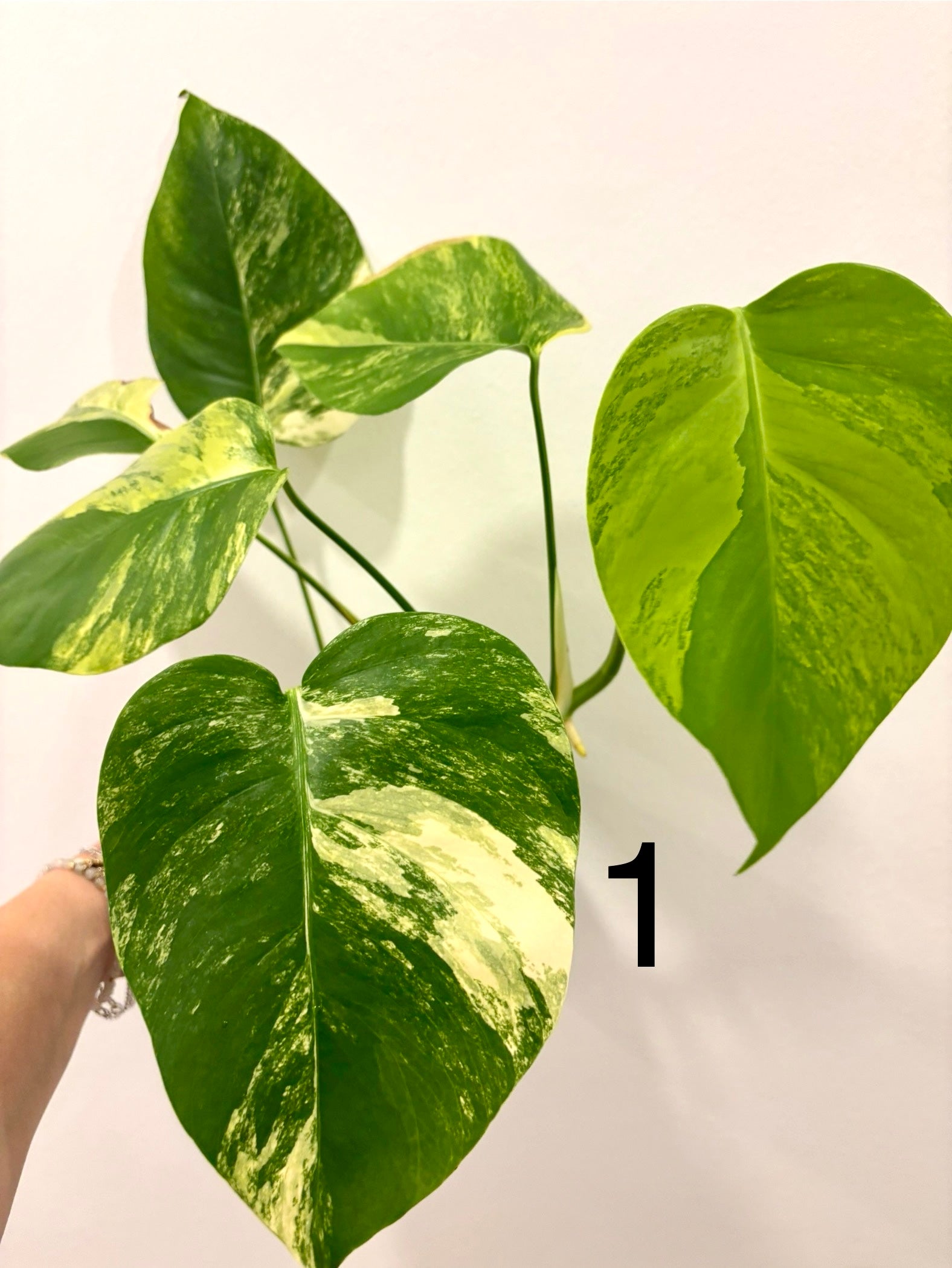 Variegierte Monstera Aurea Pflanze von Exotic-Flowers mit großen grünen Blättern und gelben bis weißen Mustern.