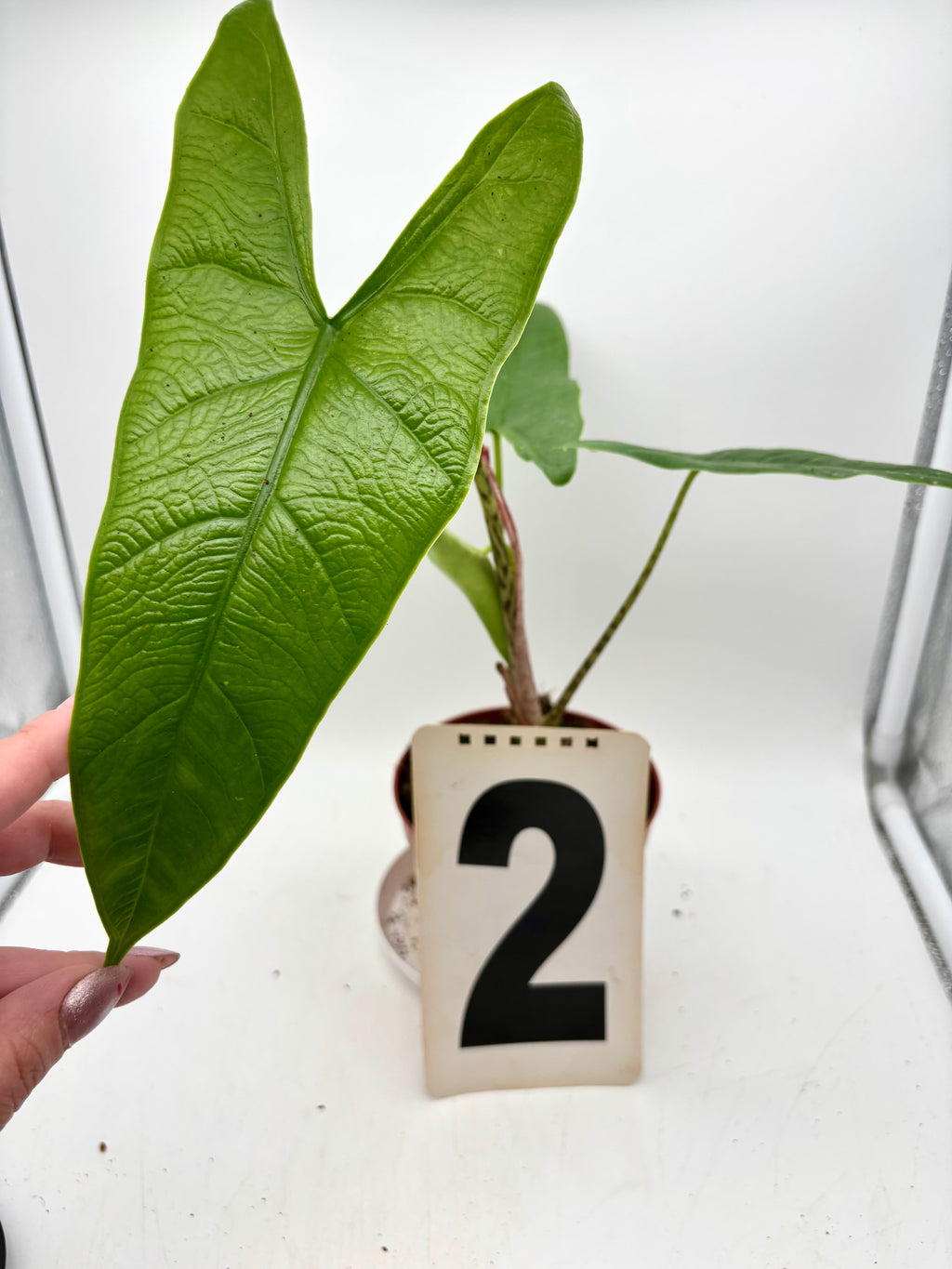 Alocasia Carpet sp Sulawesi