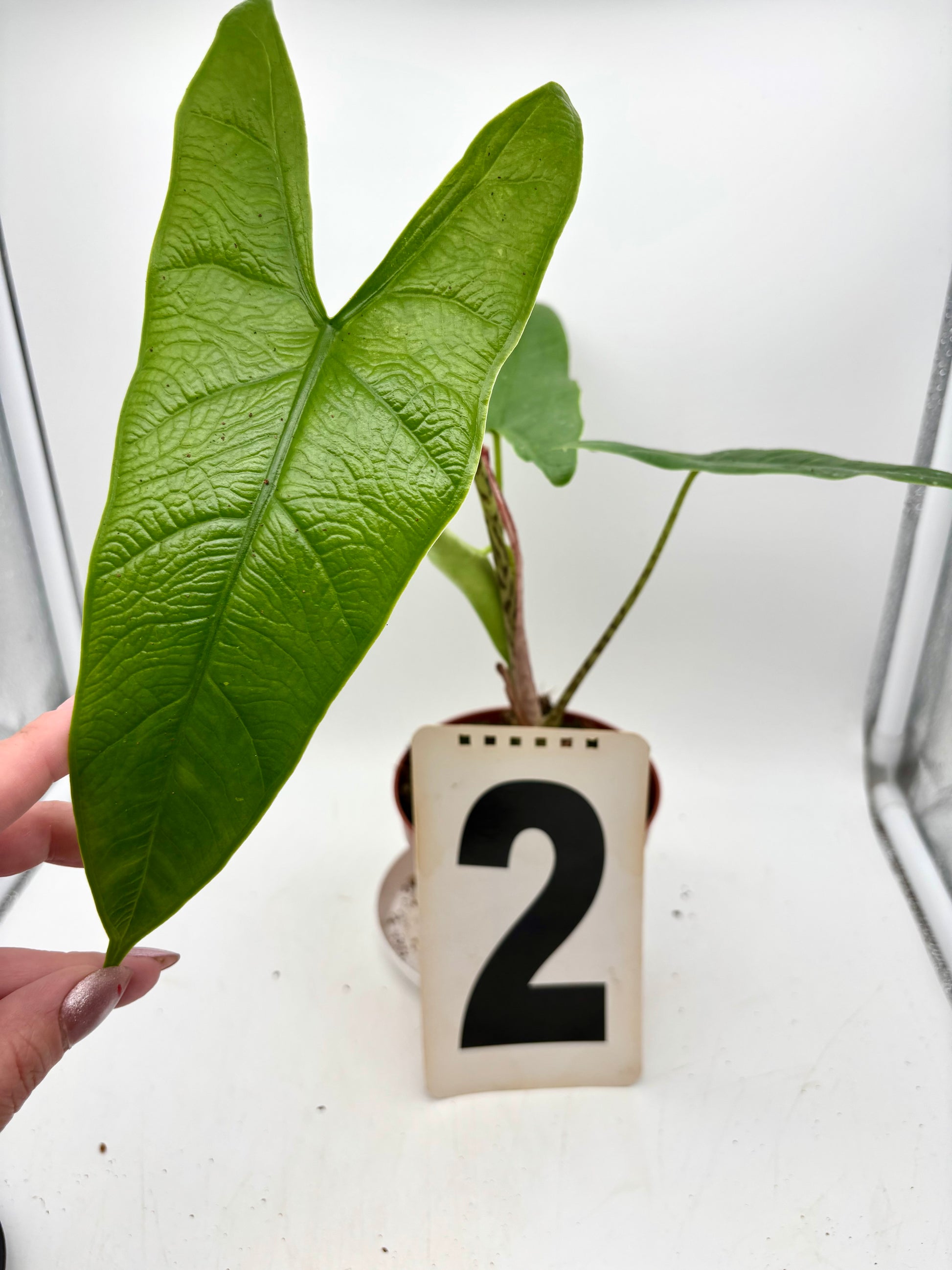 Alocasia Carpet sp Sulawesi