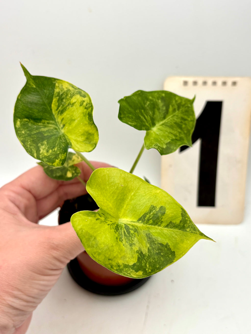 Alocasia London Eye Variegata Pflanze mit großen, grün-weißen Blättern, die von Exotic-Flowers gepflegt wird