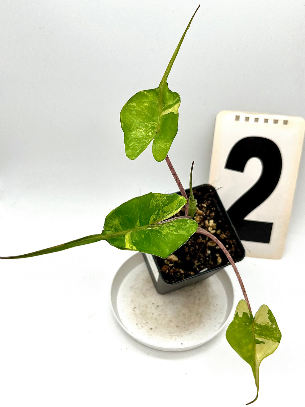 Alocasia Stingray Variegata
