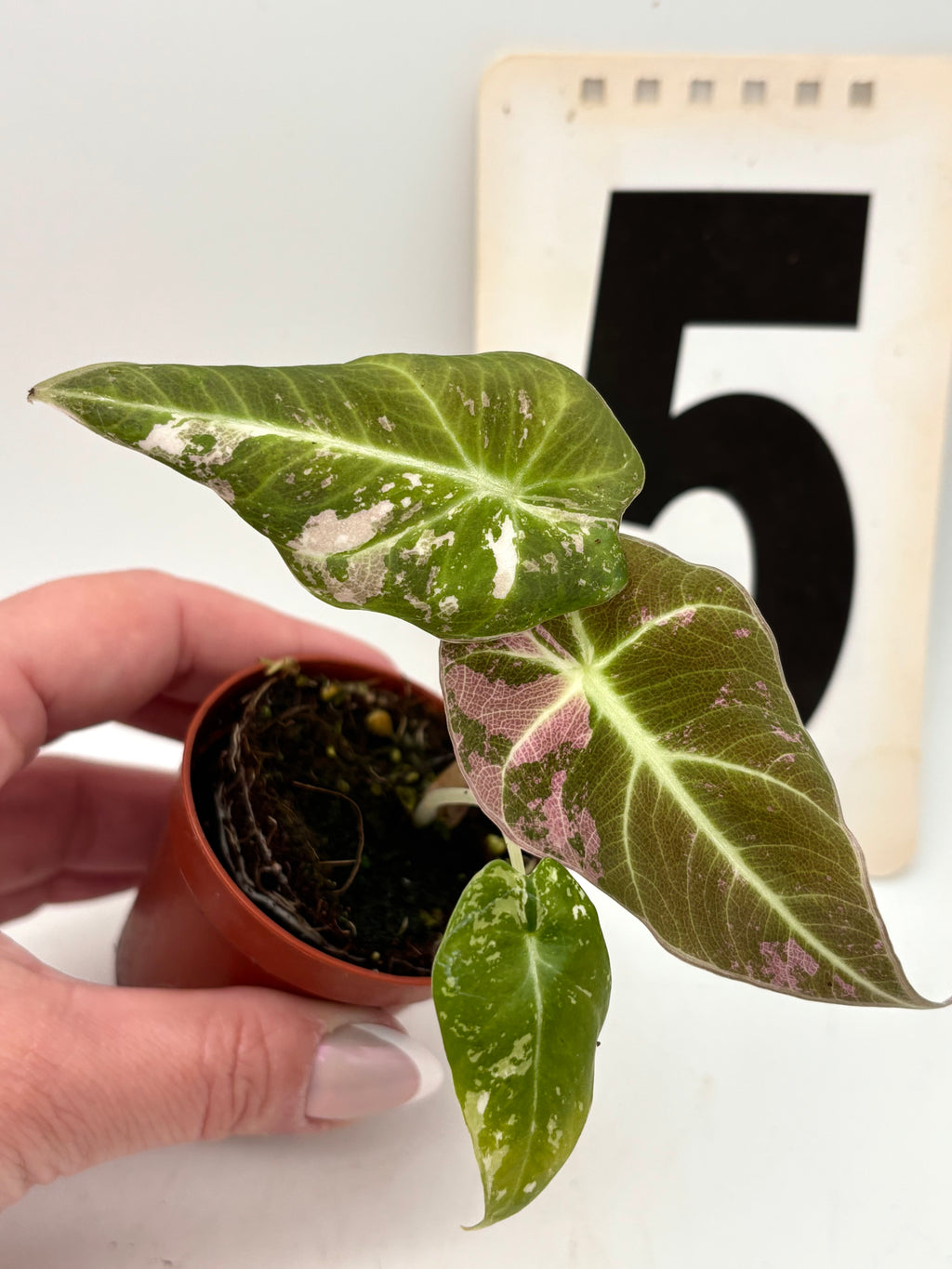 Alocasia Black Velvet Variegata