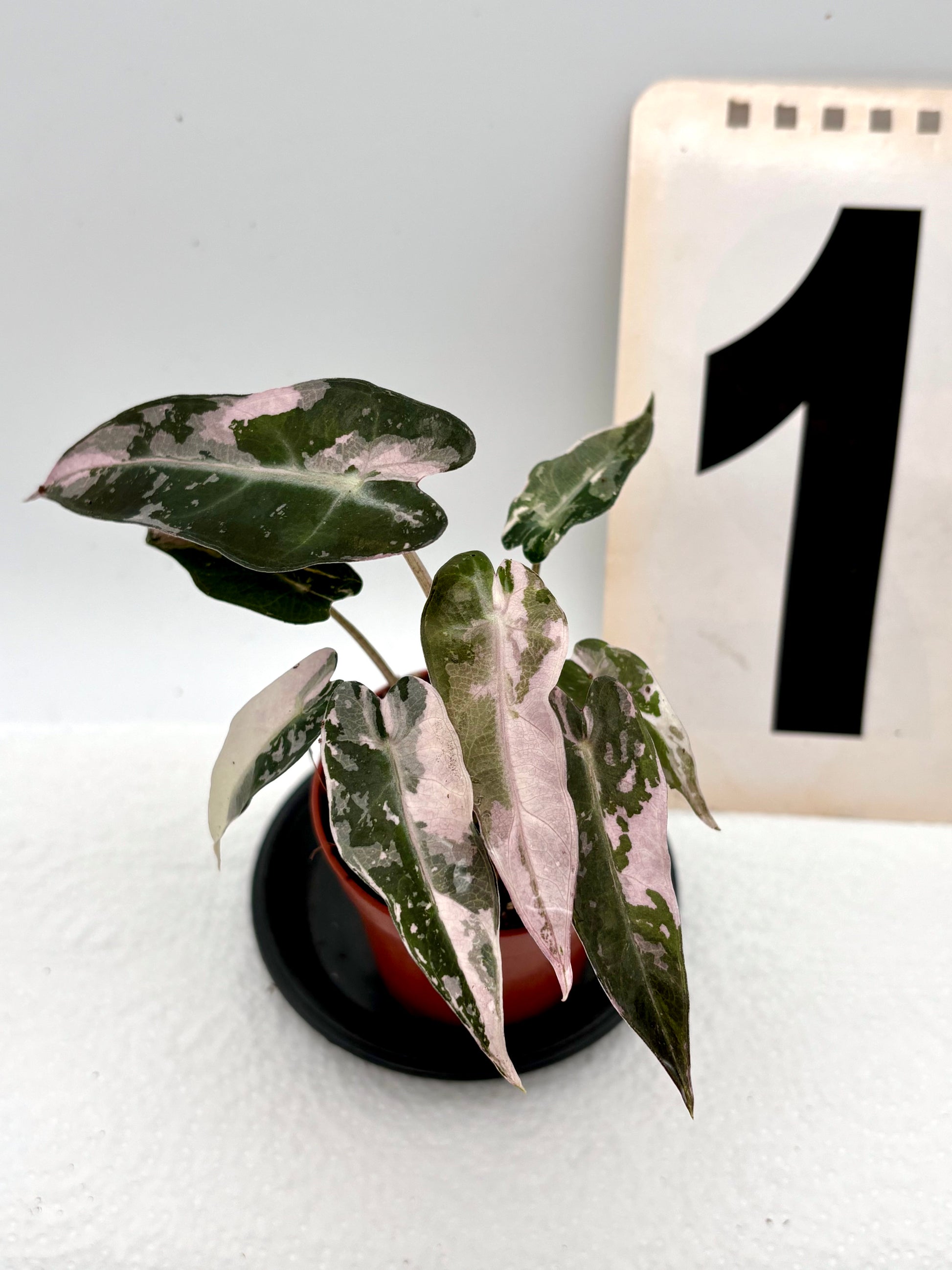 Alocasia Bambino Variegata, kleine Zimmerpflanze mit grün-weißen, variierten Blättern, perfekt für dekorative Innenräume